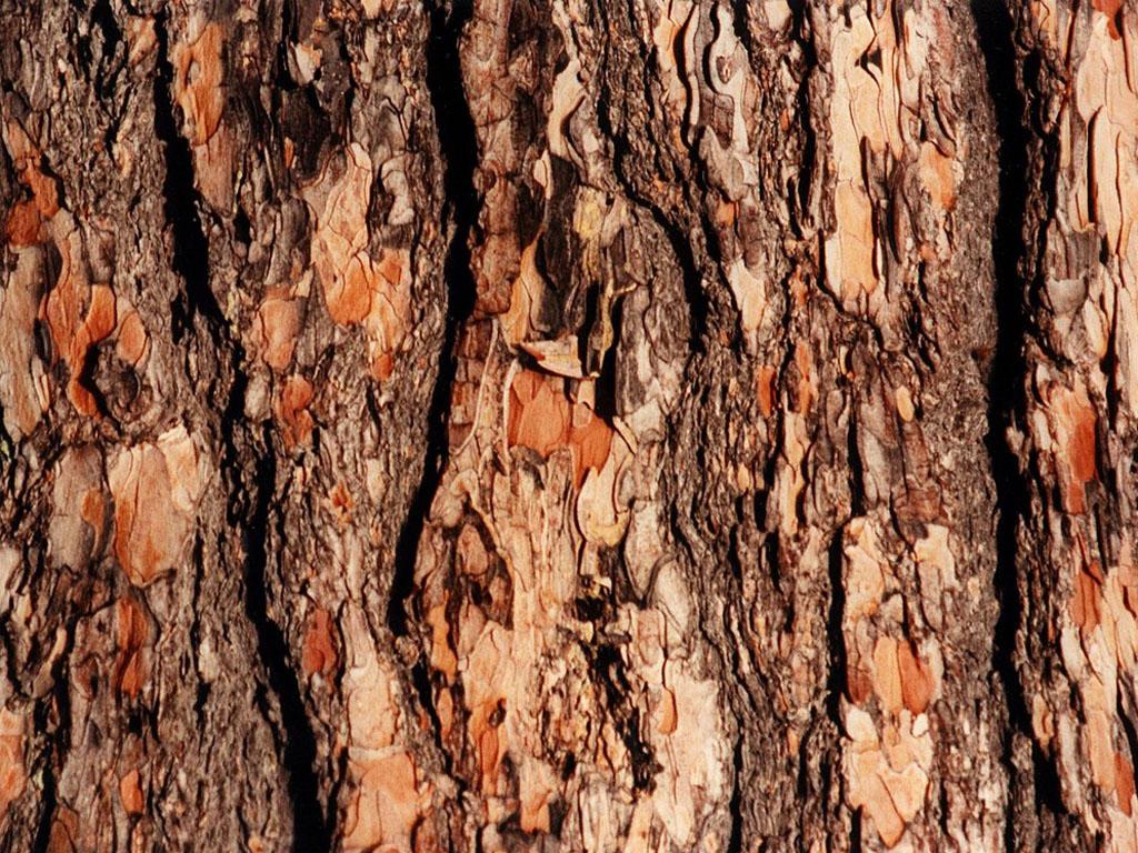 1024x768 Tree Bark Wallpaper