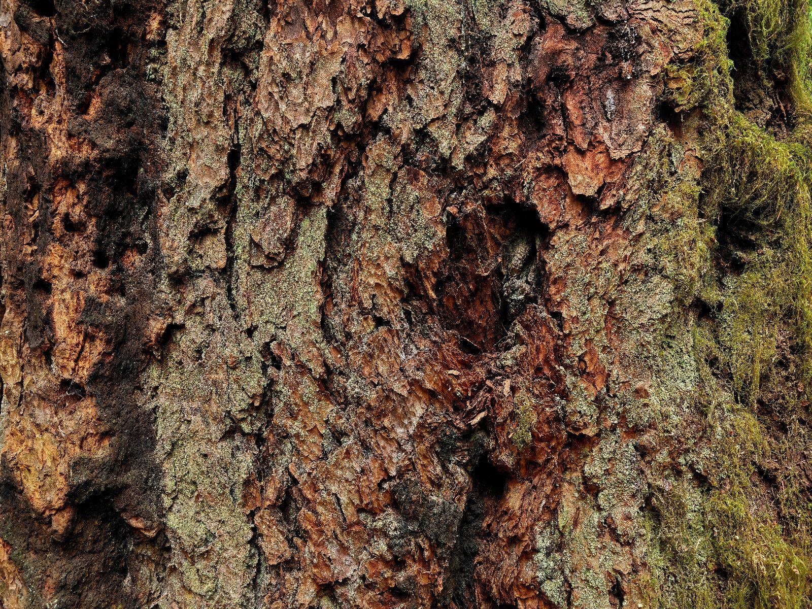1600x1200 Tree bark old tree