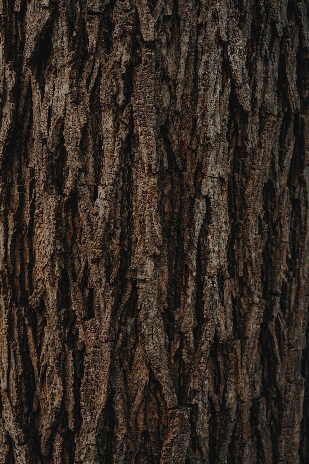 1000x1500 Bark Texture Picture. Download Free Image