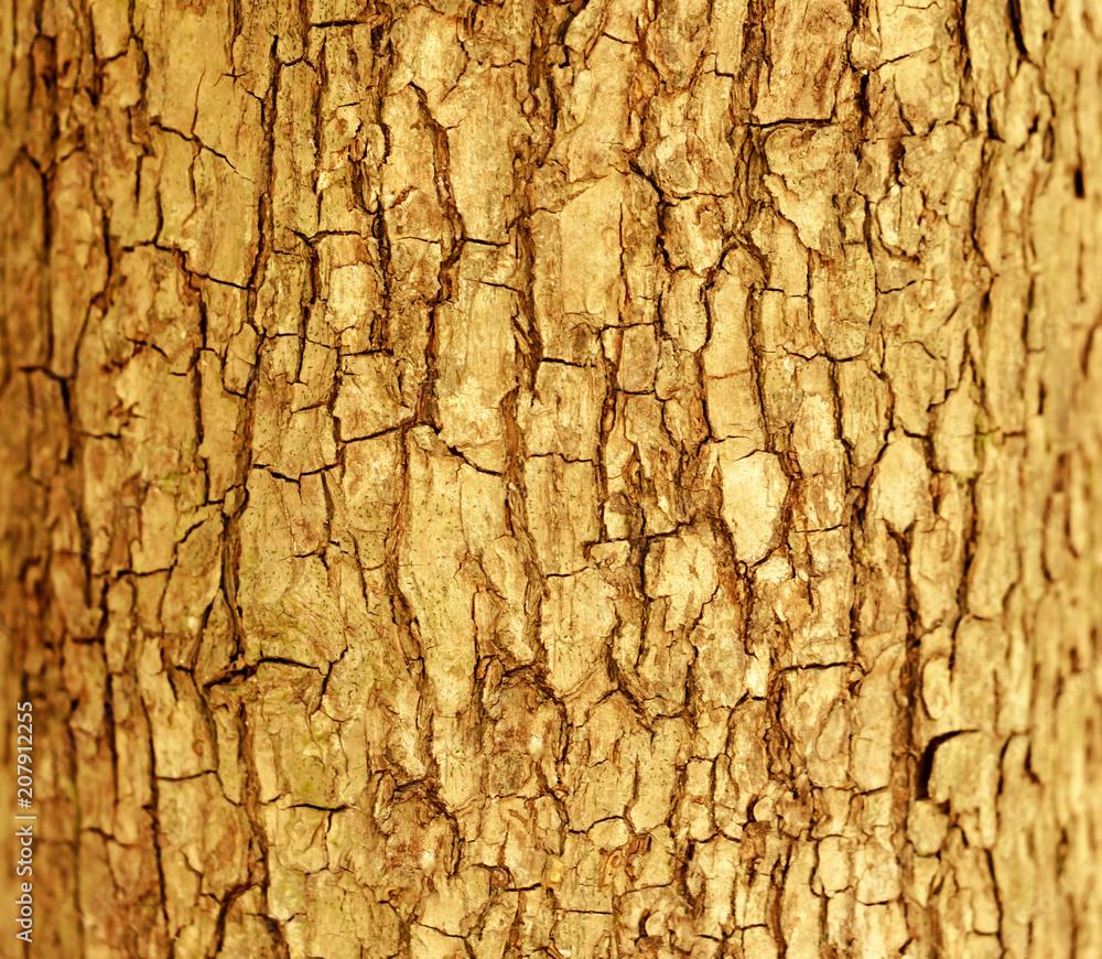 1000x870 Brown tree bark texture nature wallpaper background