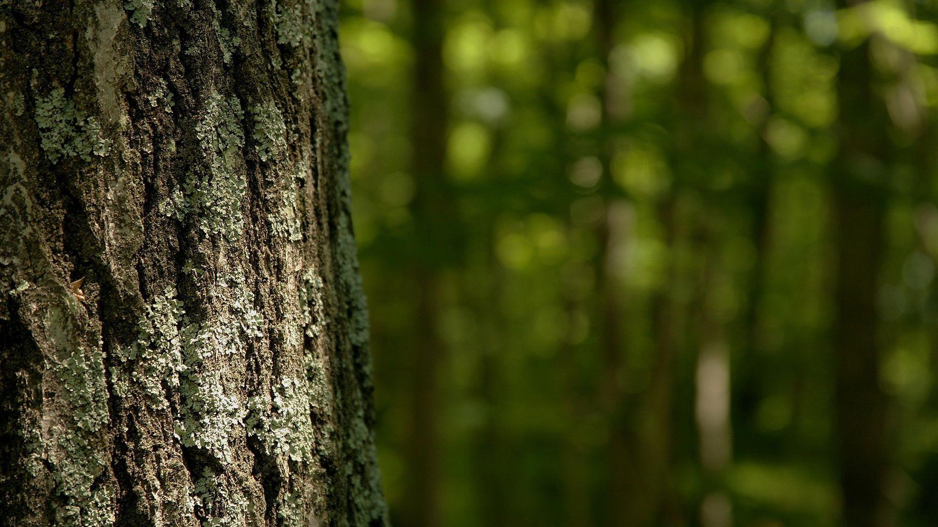 1920x1080 Fantastic HD Tree Bark Wallpaper. Árvore de papel de parede, Artistas, Fotografia
