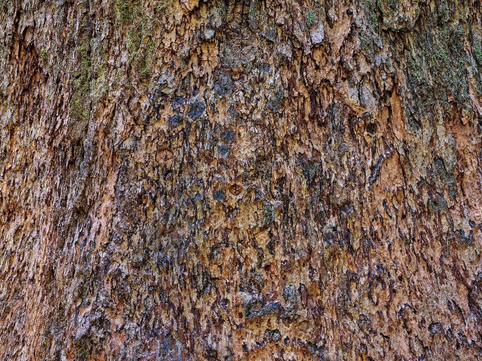 1600x1200 Tree bark brown