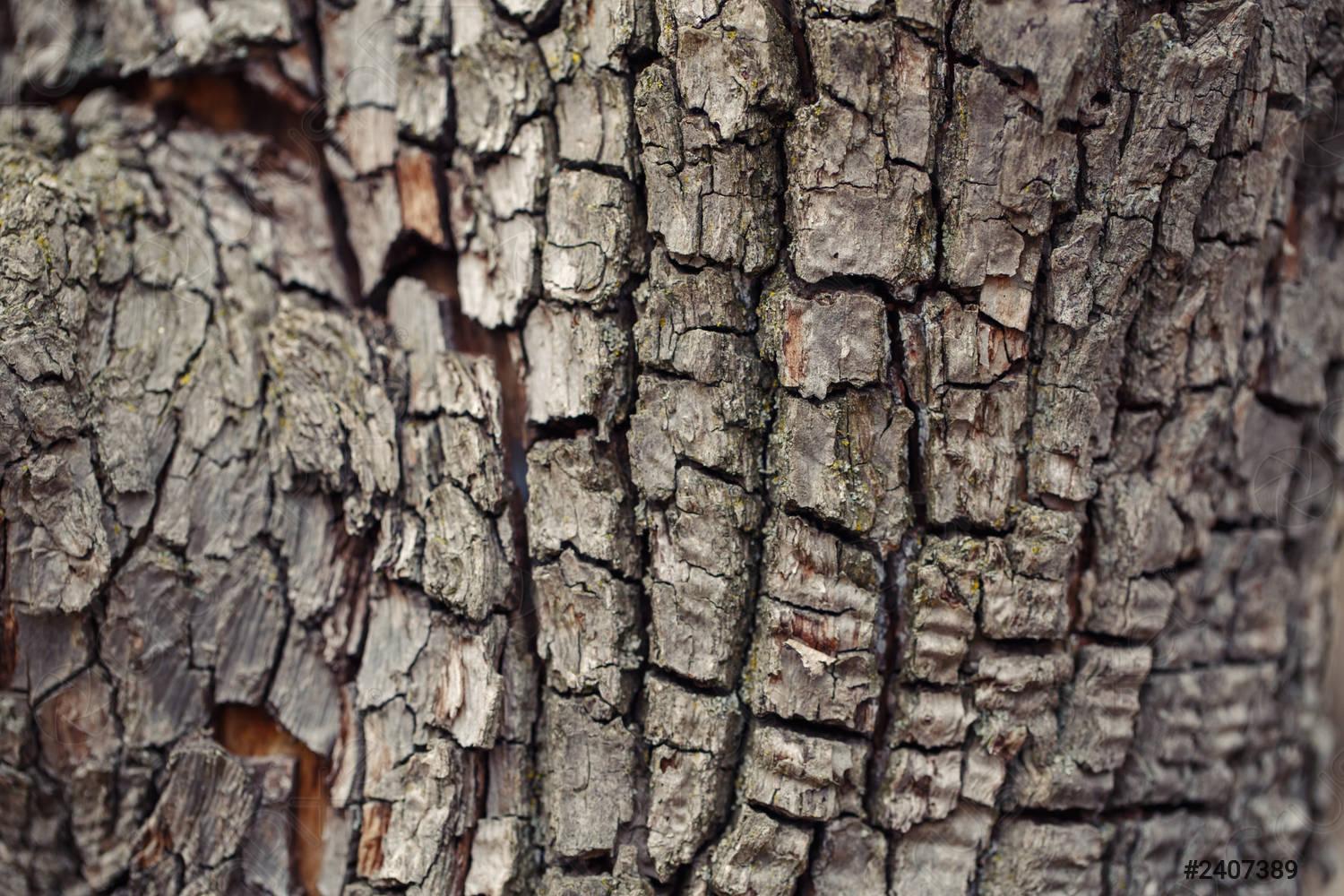 1500x1000 Natural wooden texture background Closeup macro of old aged tree
