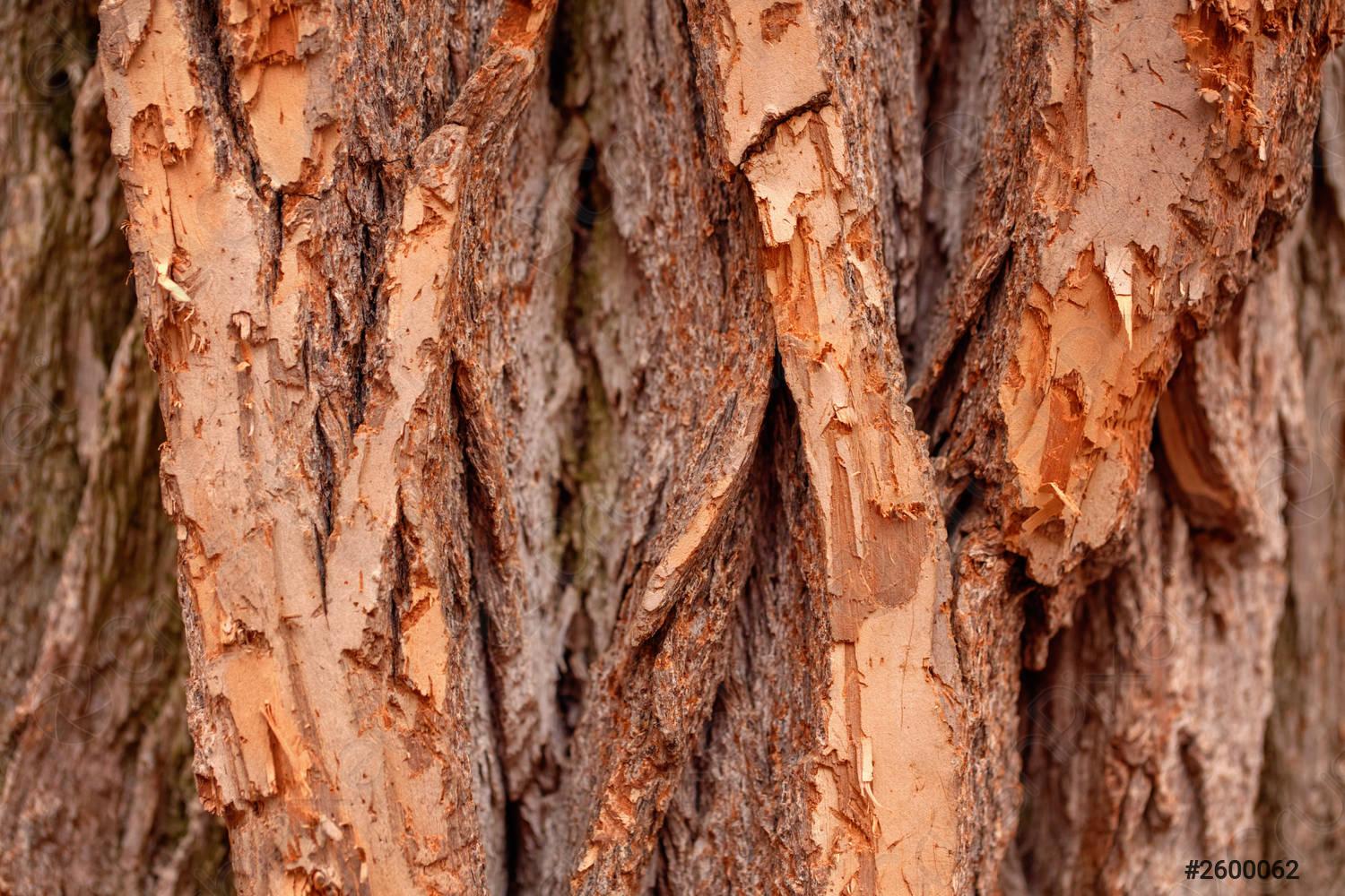 1500x1000 Natural wooden texture background Closeup macro of old aged tree