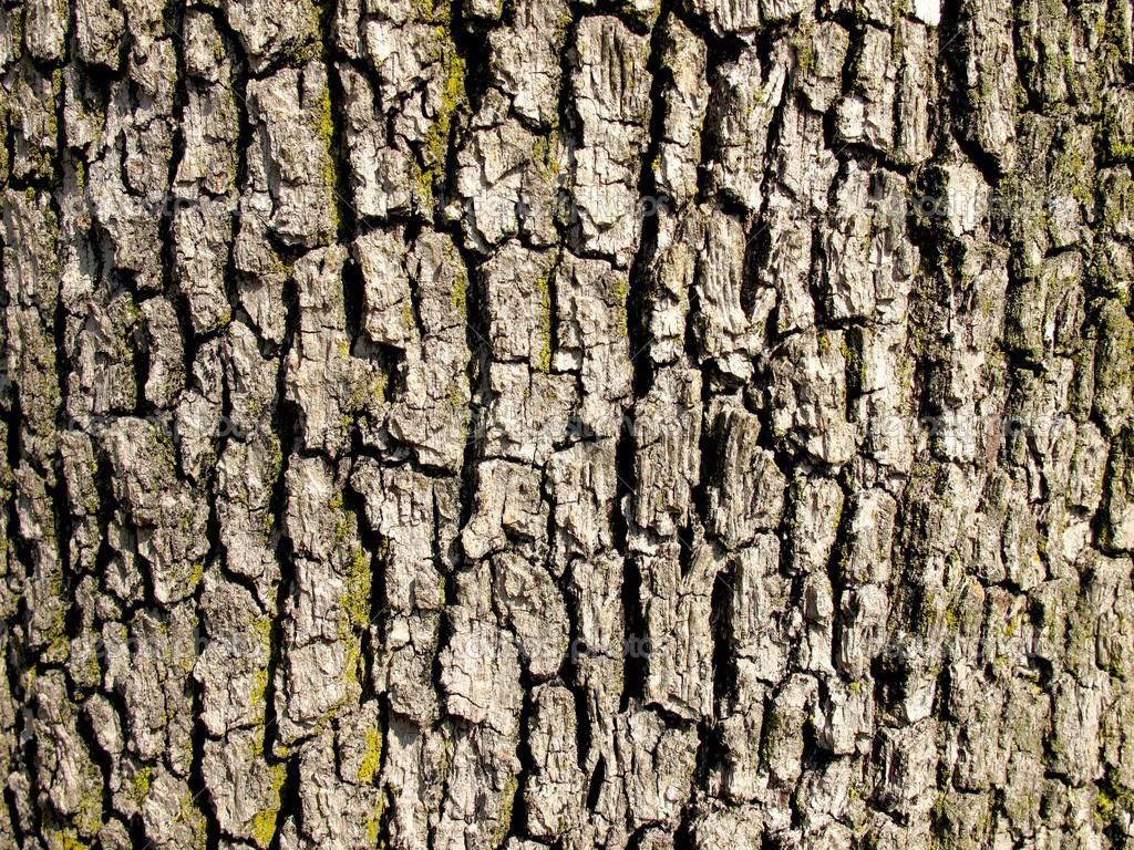 1024x768 Tree Bark Wallpaper