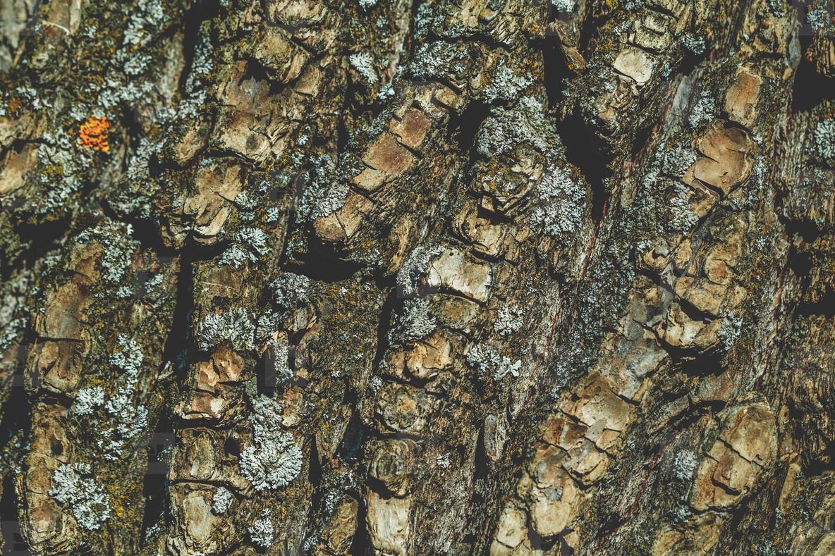 1184x789 Full frame background of a texture of a tree bark. Macro photography