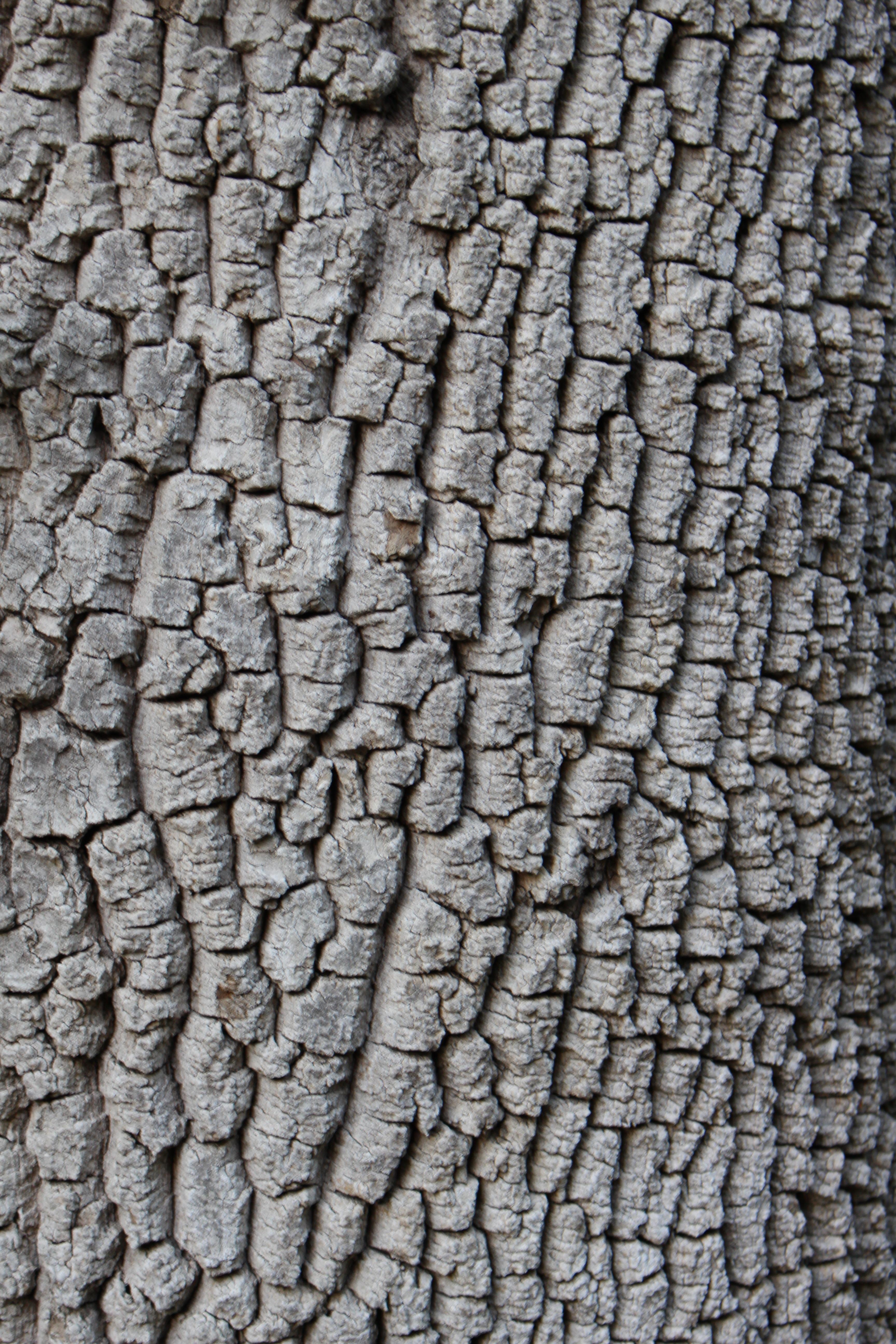 3456x5184 Wallpaper with old tree bark texture free image download