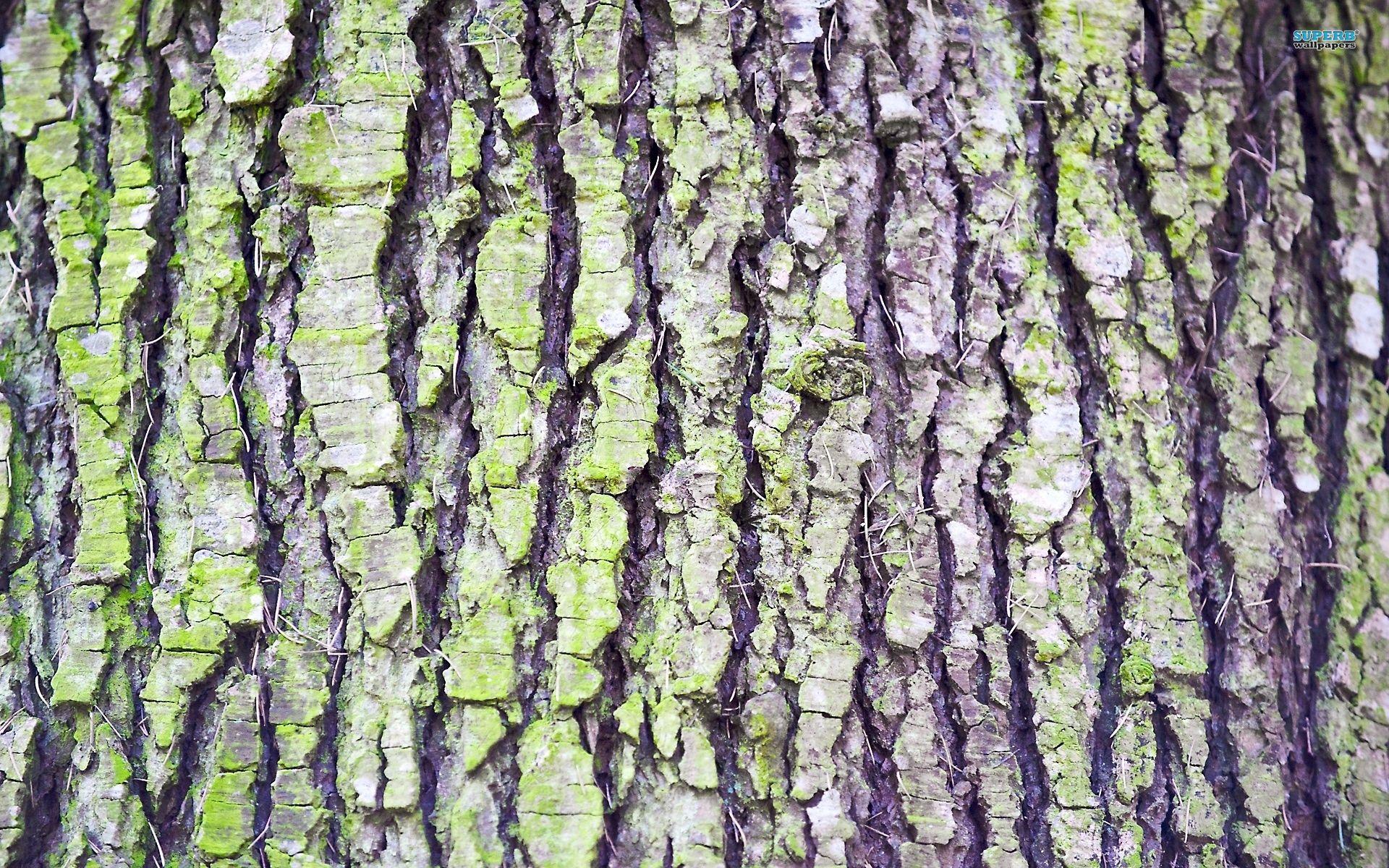 1920x1200 tree bark bark wallpaper, Tree bark, Tree desktop wallpaper