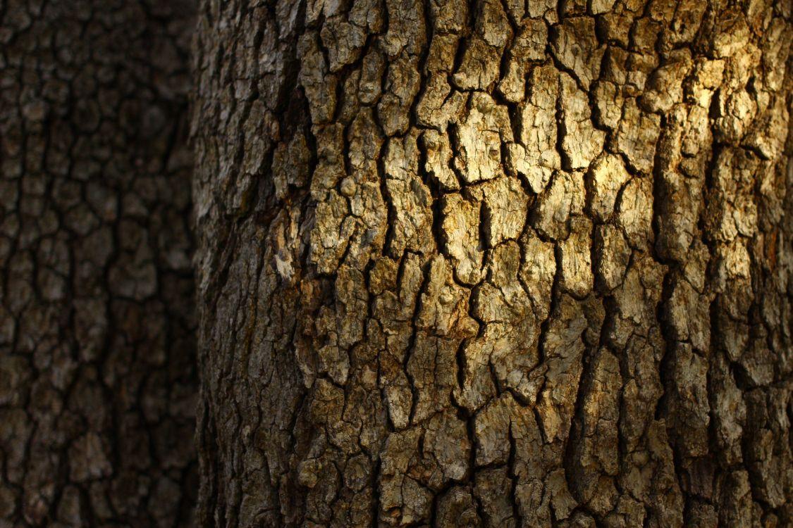 1125x750 Wallpaper Brown Tree Trunk During Daytime, Background Free Image