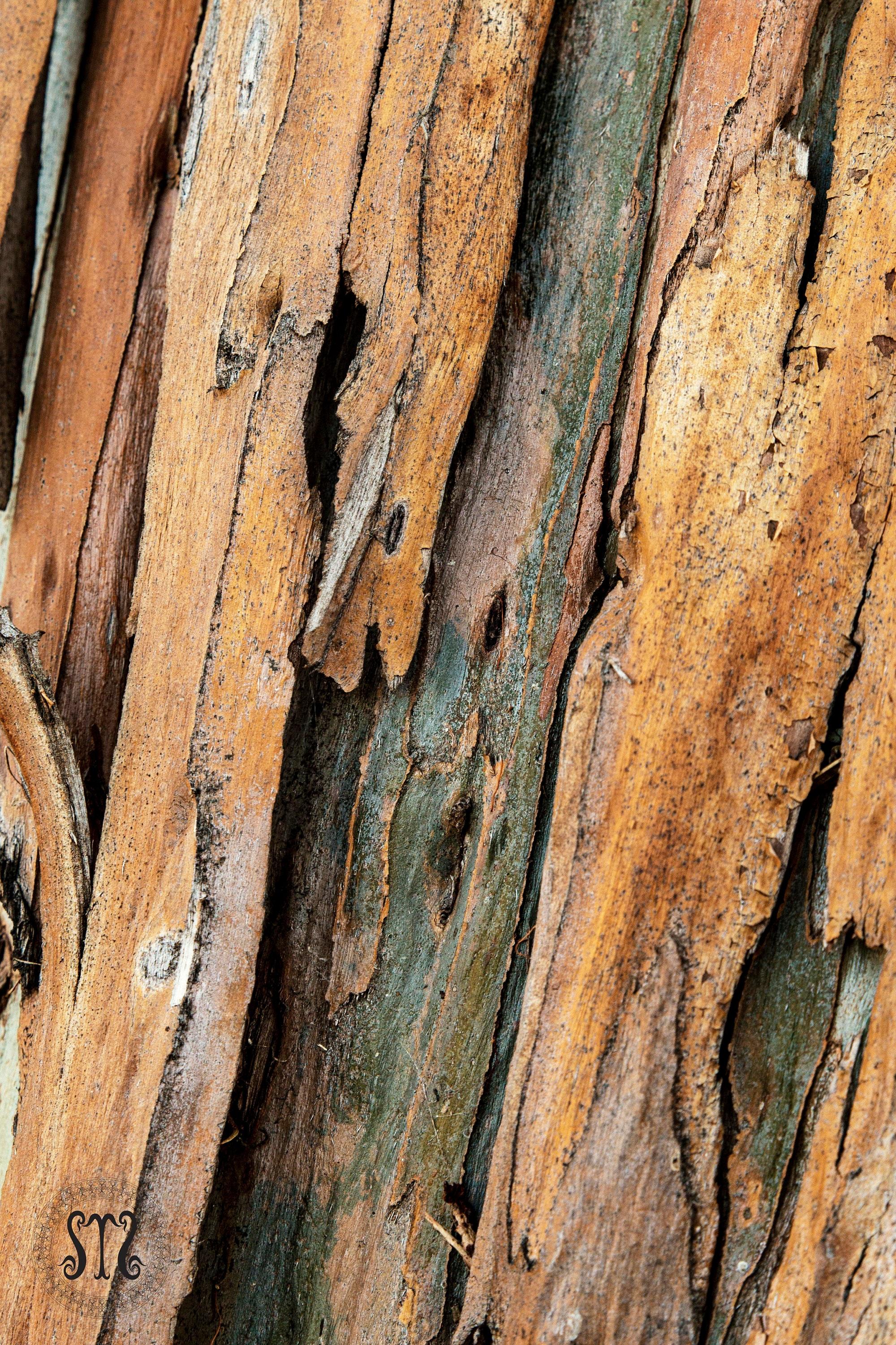 2000x3000 Eucalyptus Tree Bark Texture Nature Photography Rustic