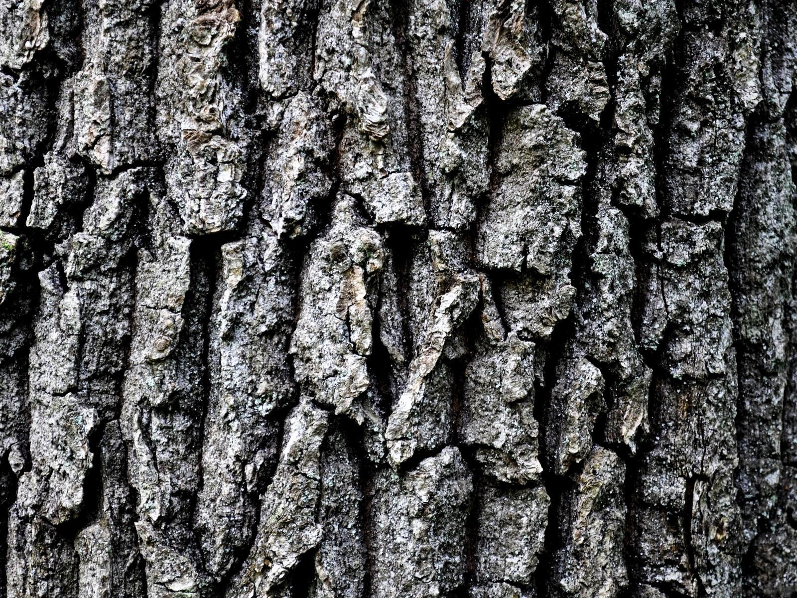 1600x1200 Grey tree bark HD