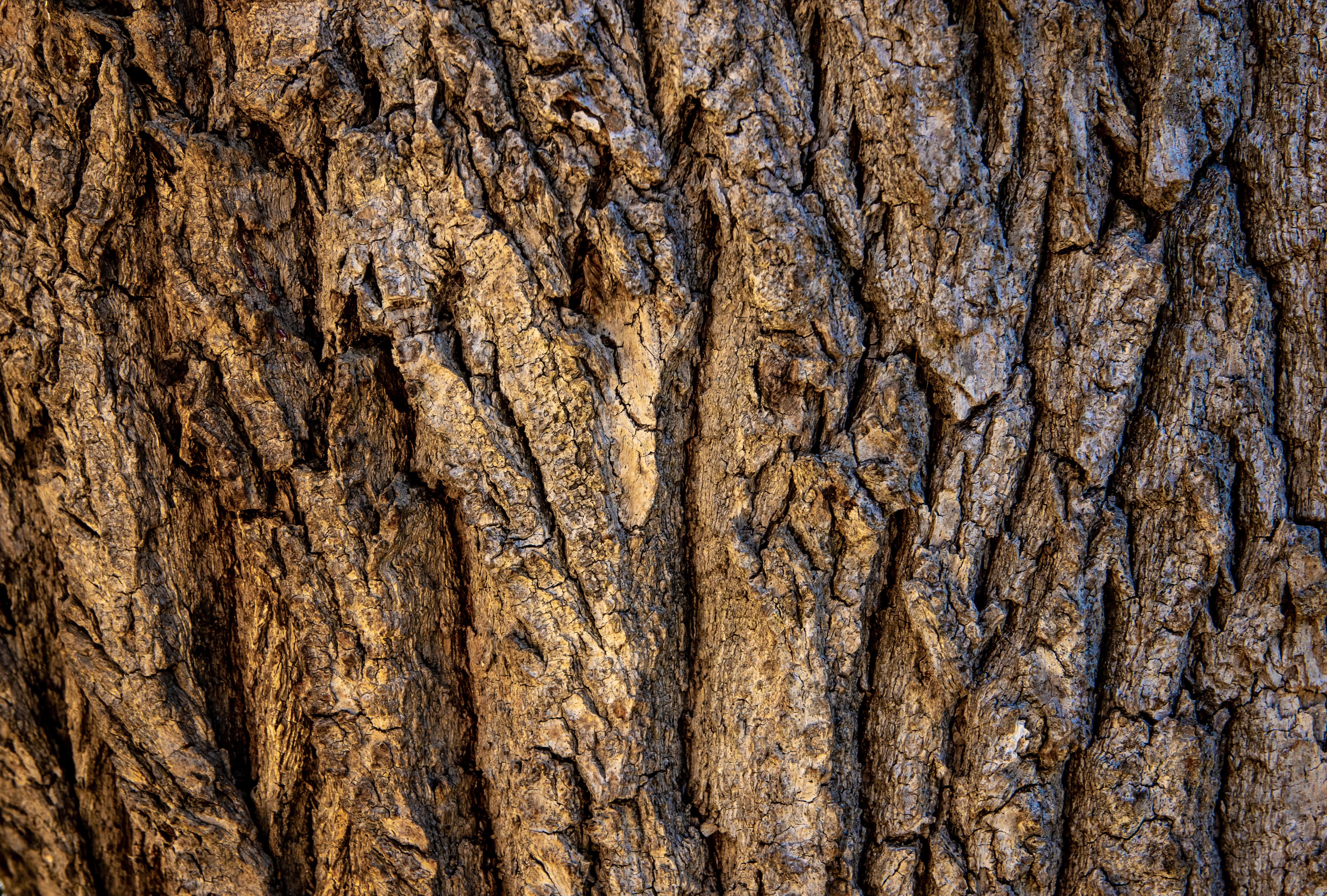 5310x3586 Brown Tree Bark in Close Up Photography · Free