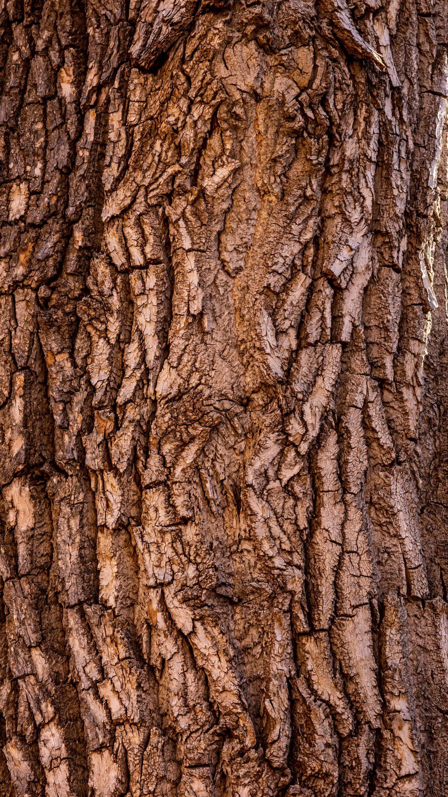 1440x2560 Download Tree Bark Brown iPhone Wallpaper