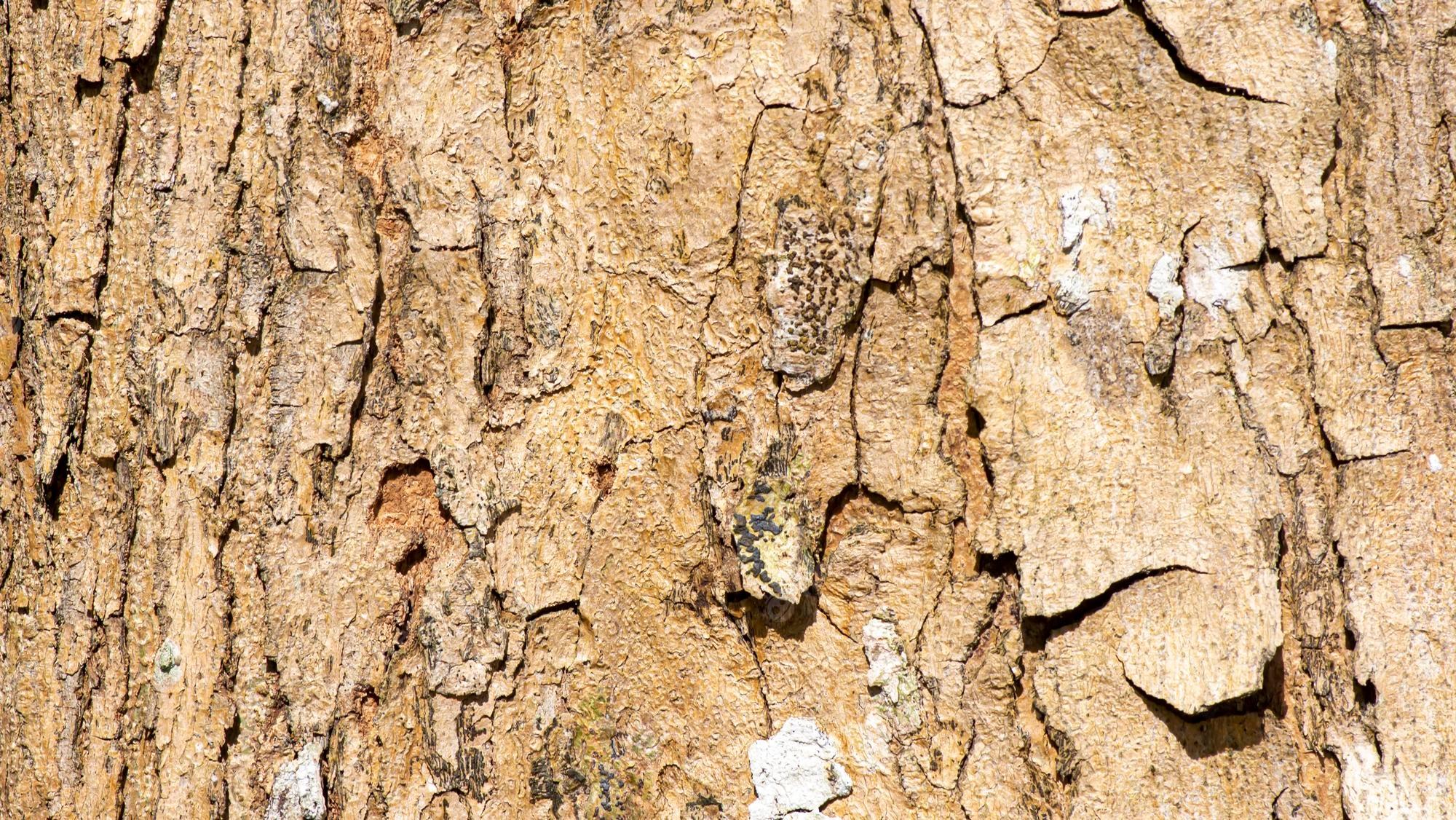 2000x1126 Premium Photo. Tree bark of a forest plant natural background and wallpaper