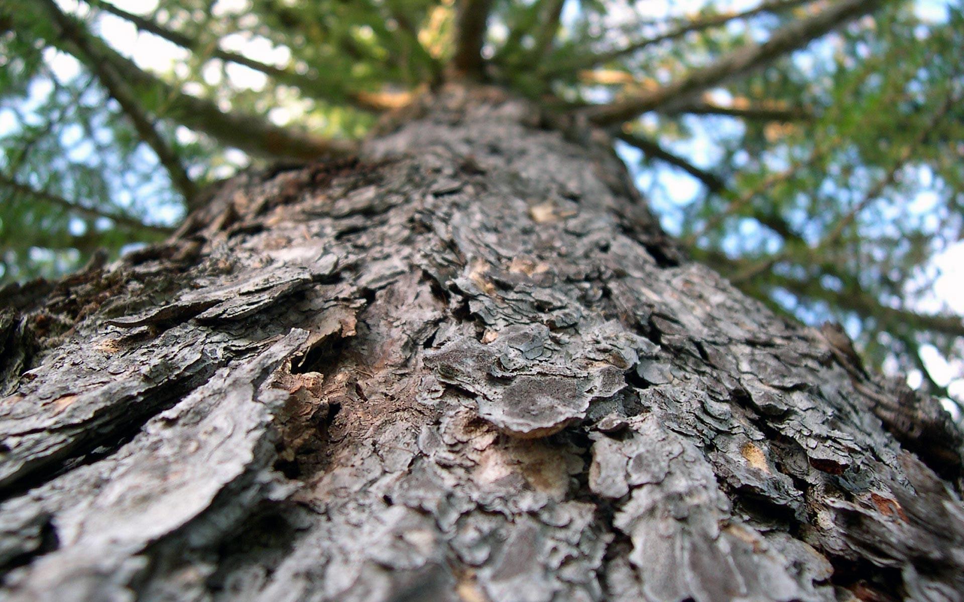 1920x1200 Download Latest HD Wallpaper of, Nature, Free Tree Bark