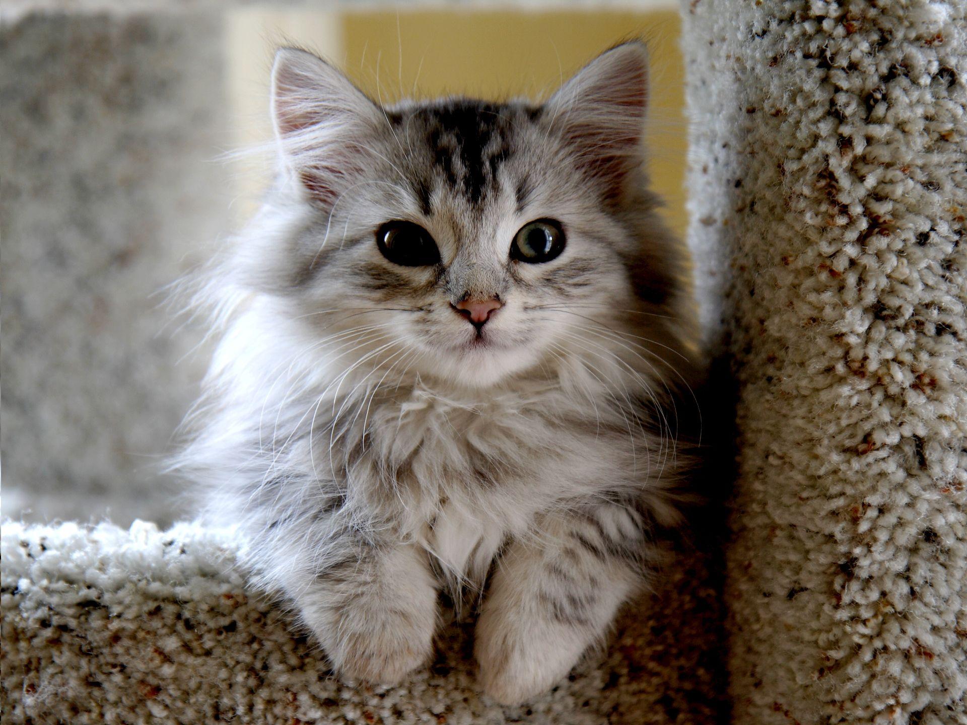 1920x1440 Siberian Cat Wallpaper