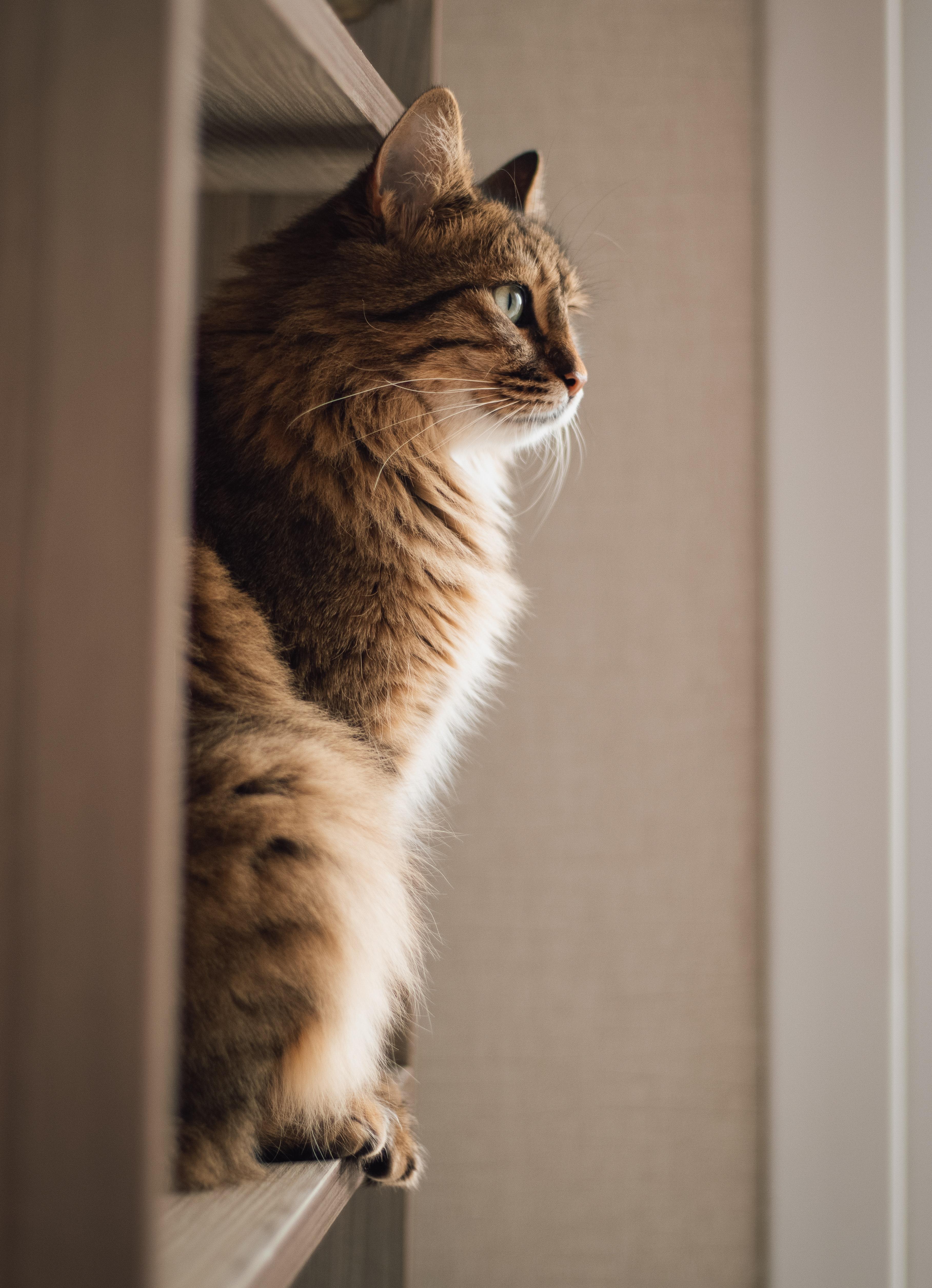 3634x5020 Siberian Cat Photo, Download The BEST Free Siberian Cat & HD Image