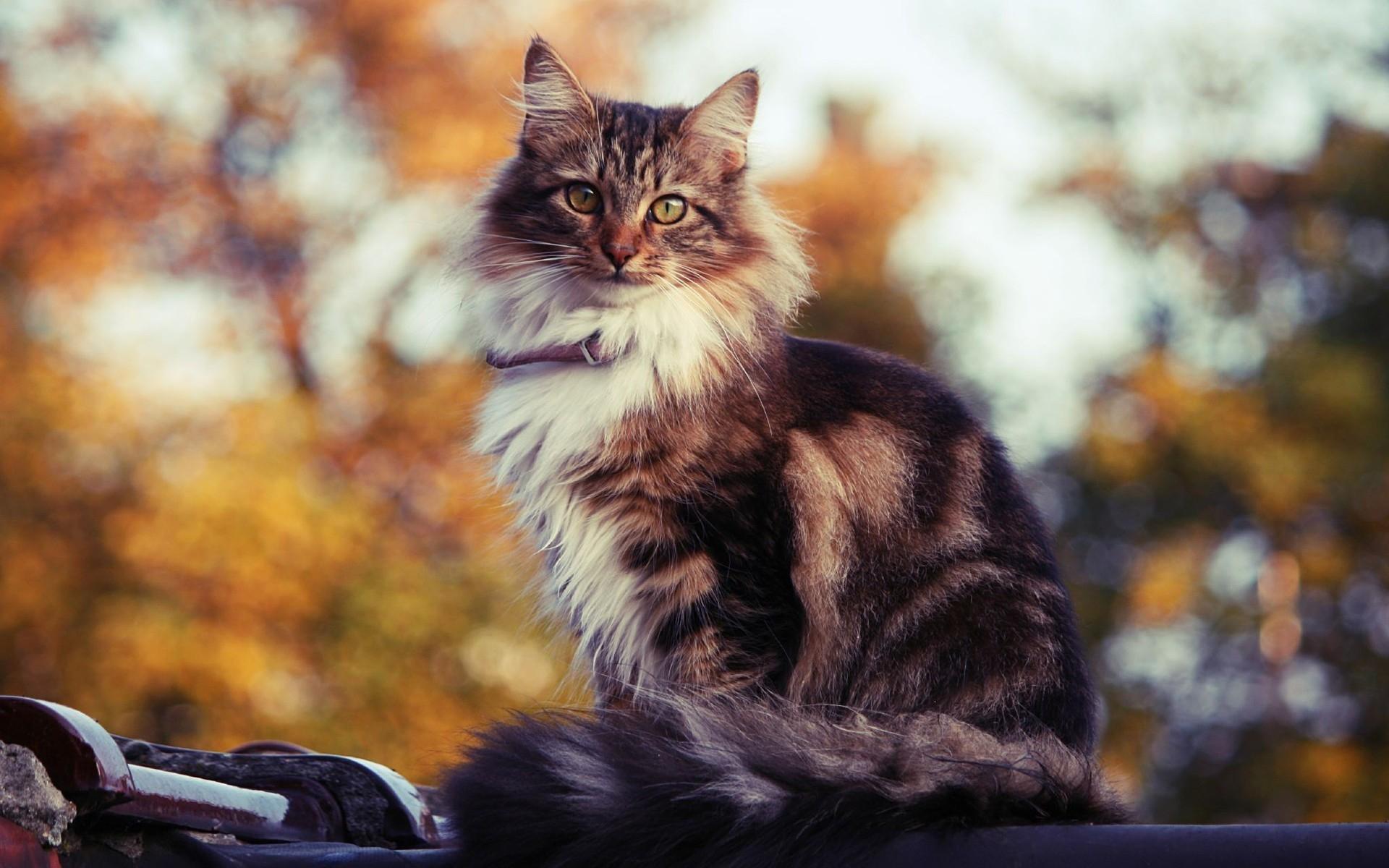 Siberian Cat Wallpapers - Top Free Siberian Cat Backgrounds ...