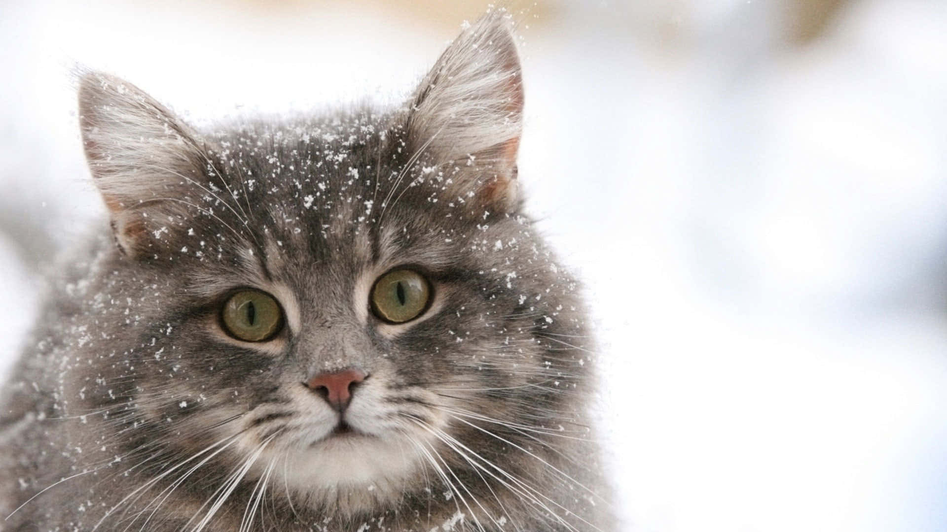 1920x1080 Download Siberian Cat 1920 X 1080 Wallpaper