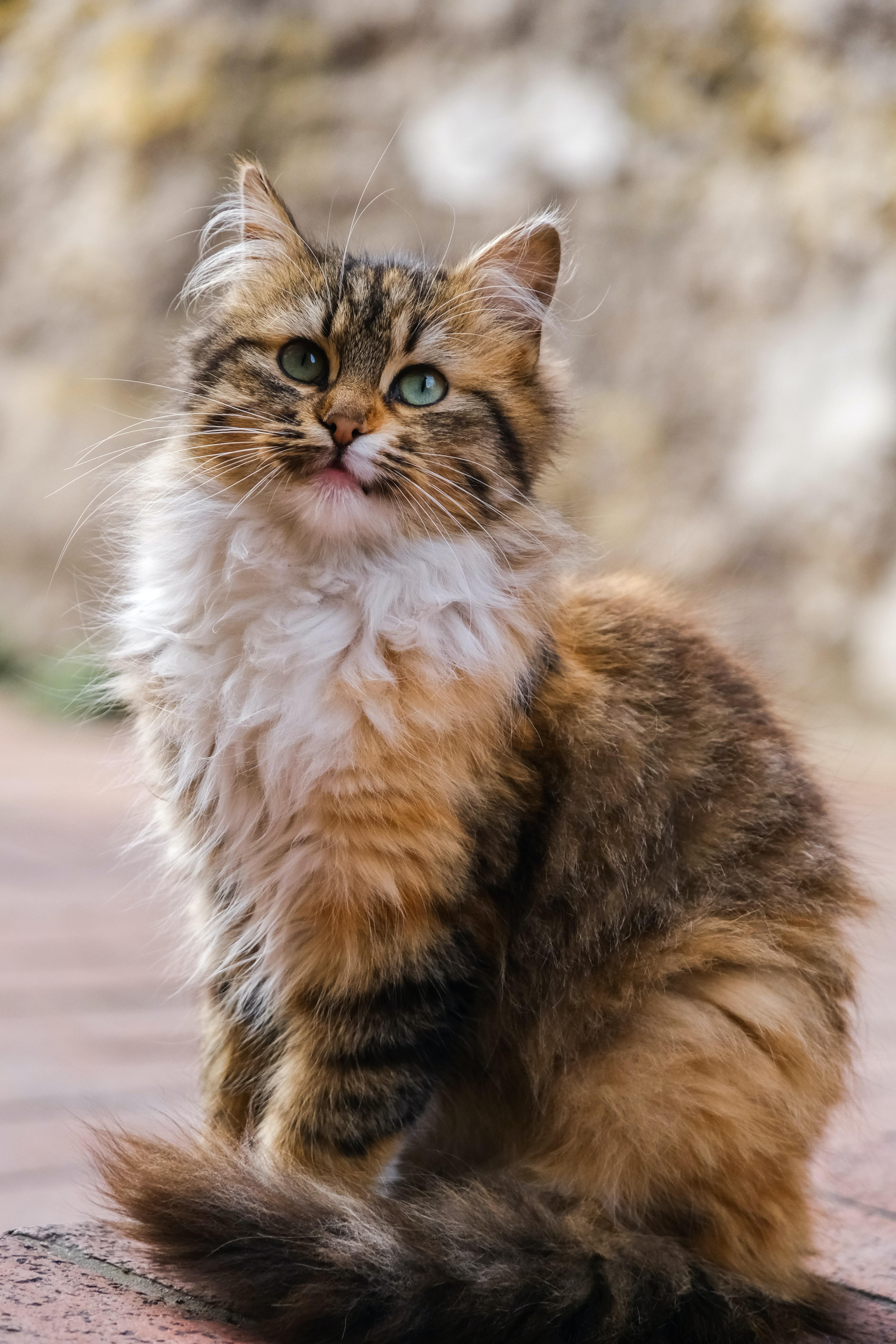 4160x6240 Siberian Cat Photo, Download The BEST Free Siberian Cat & HD Image