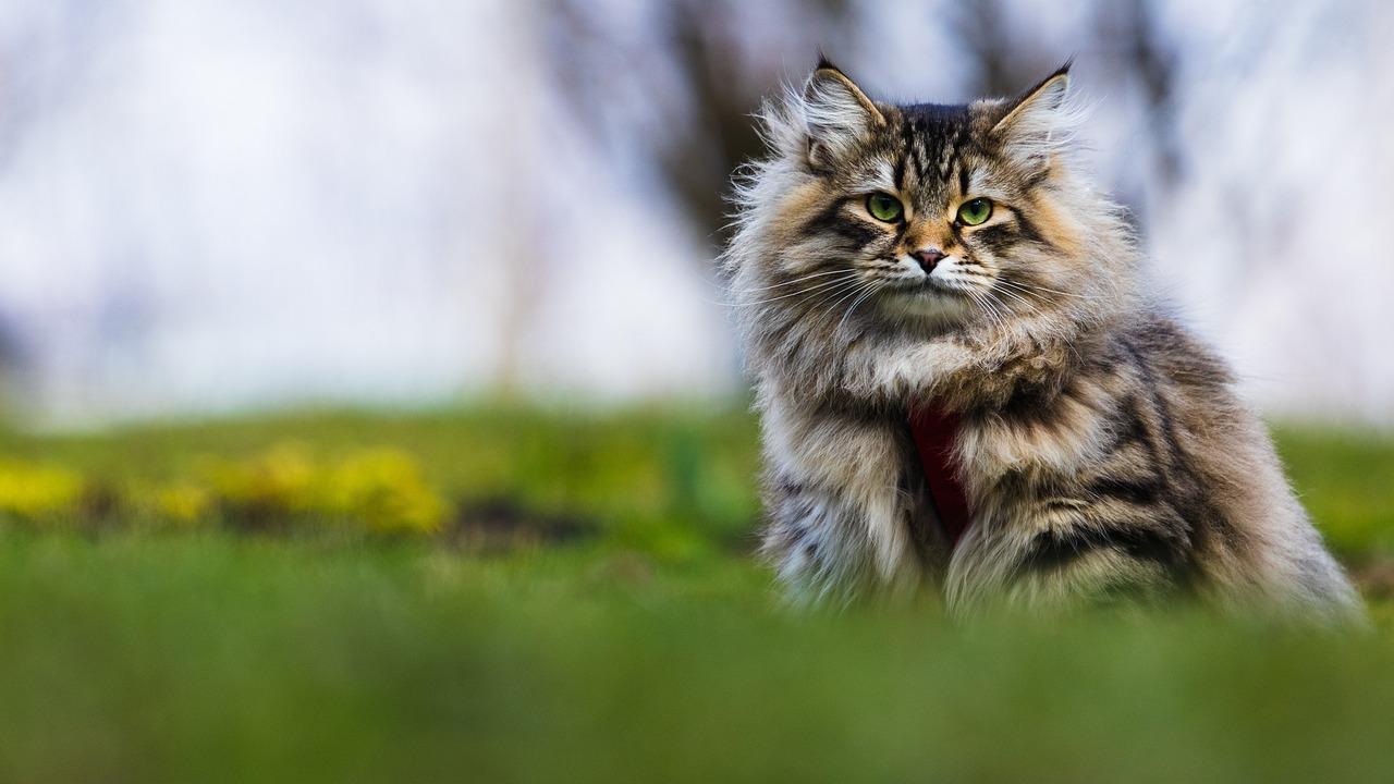 1280x720 Siberian Cat Pet