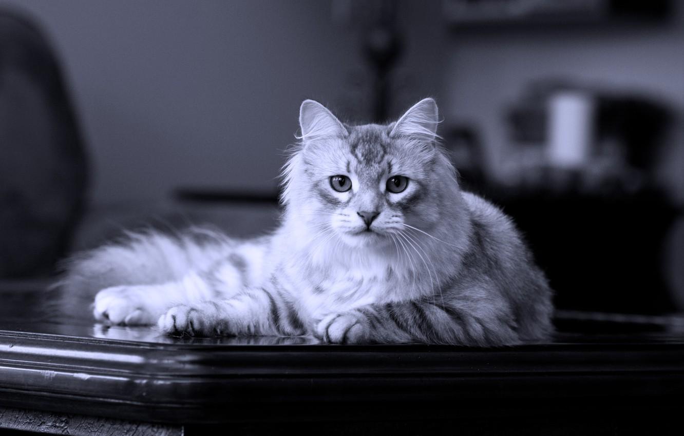 1332x850 Wallpaper cat, lies, on the table, Siberian, pedigree image for desktop, section кошки