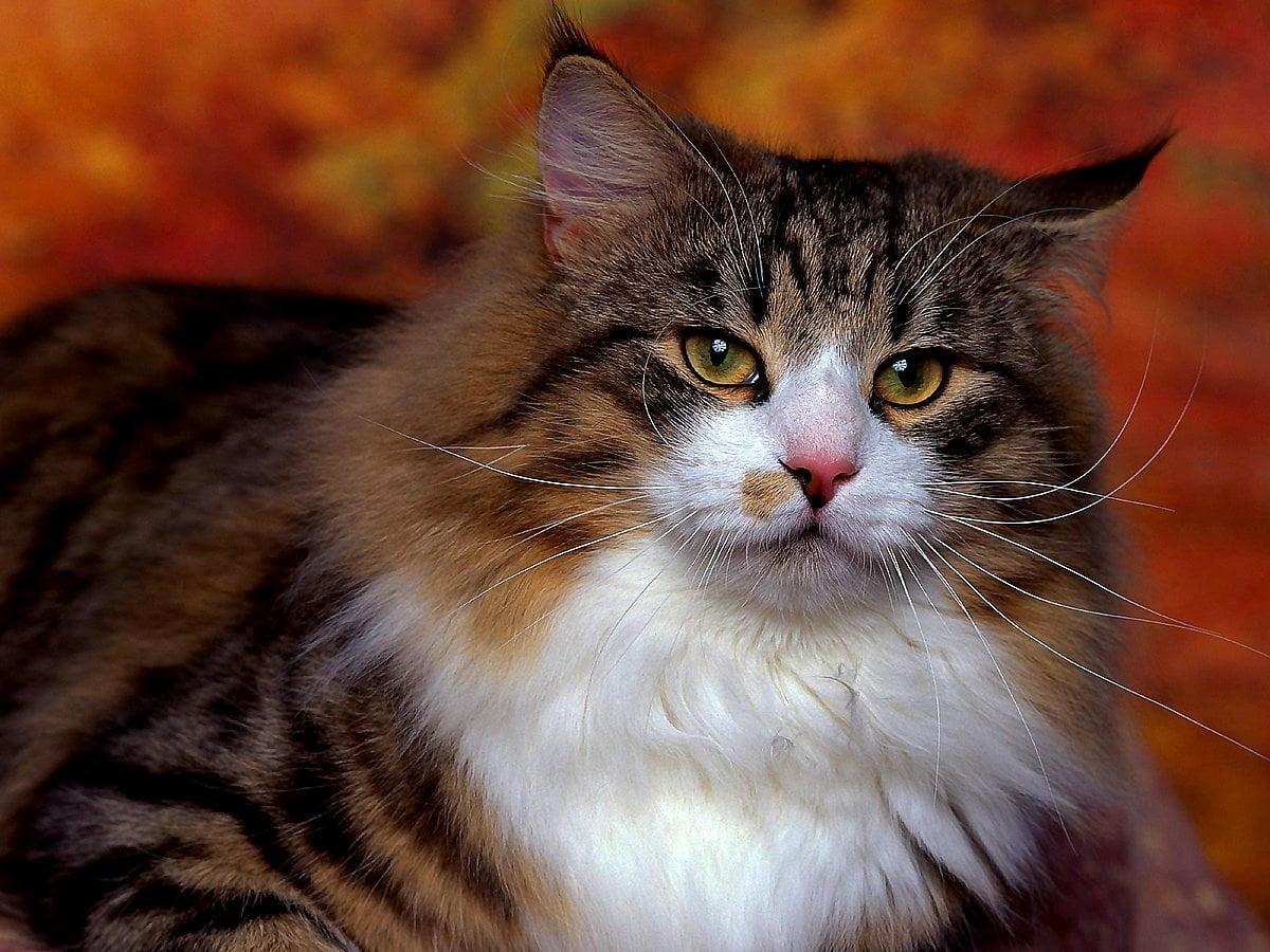 1200x900 Cats, Animals, Siberian Cat wallpaper widescreen. Best Free wallpaper