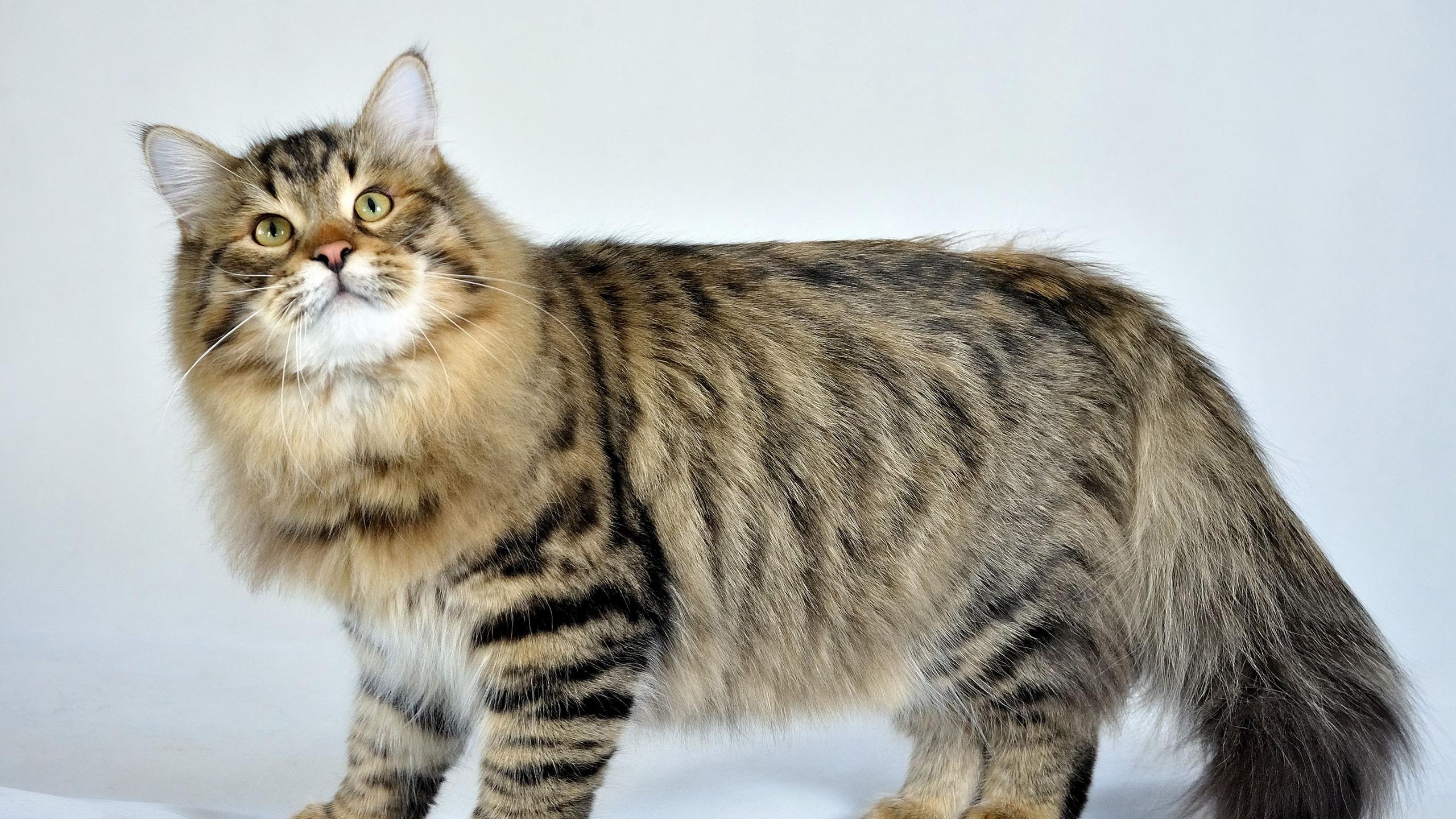 2560x1440 Wallpaper / siberian cat, fluffy, cat, striped, 4k free download