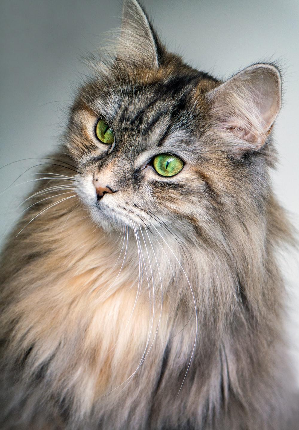 1000x1439 Free download Siberian Cat Picture Download Free Image on [1000x1439] for your Desktop, Mobile & Tablet. Explore Long Cat Wallpaper. Long Legs Wallpaper, Long Wallpaper, The Long Dark Wallpaper