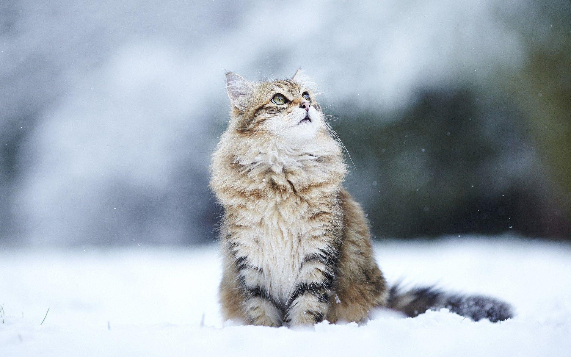 1920x1200 cat in the snow. Норвежская лесная кошка, Самые милые животные, Сибирские кошки