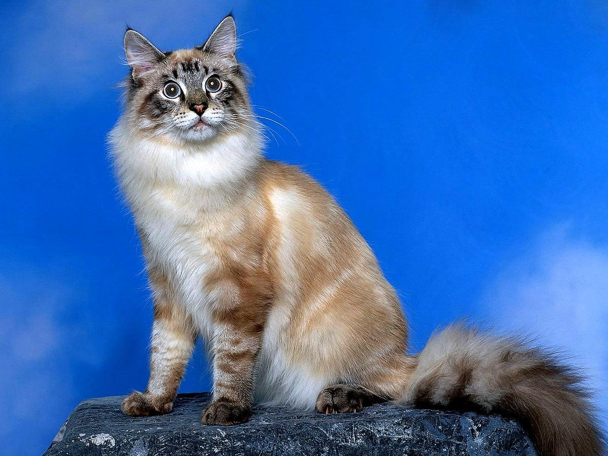 1200x900 Cats, Animals, Siberian Cat background. Download Best Free photo