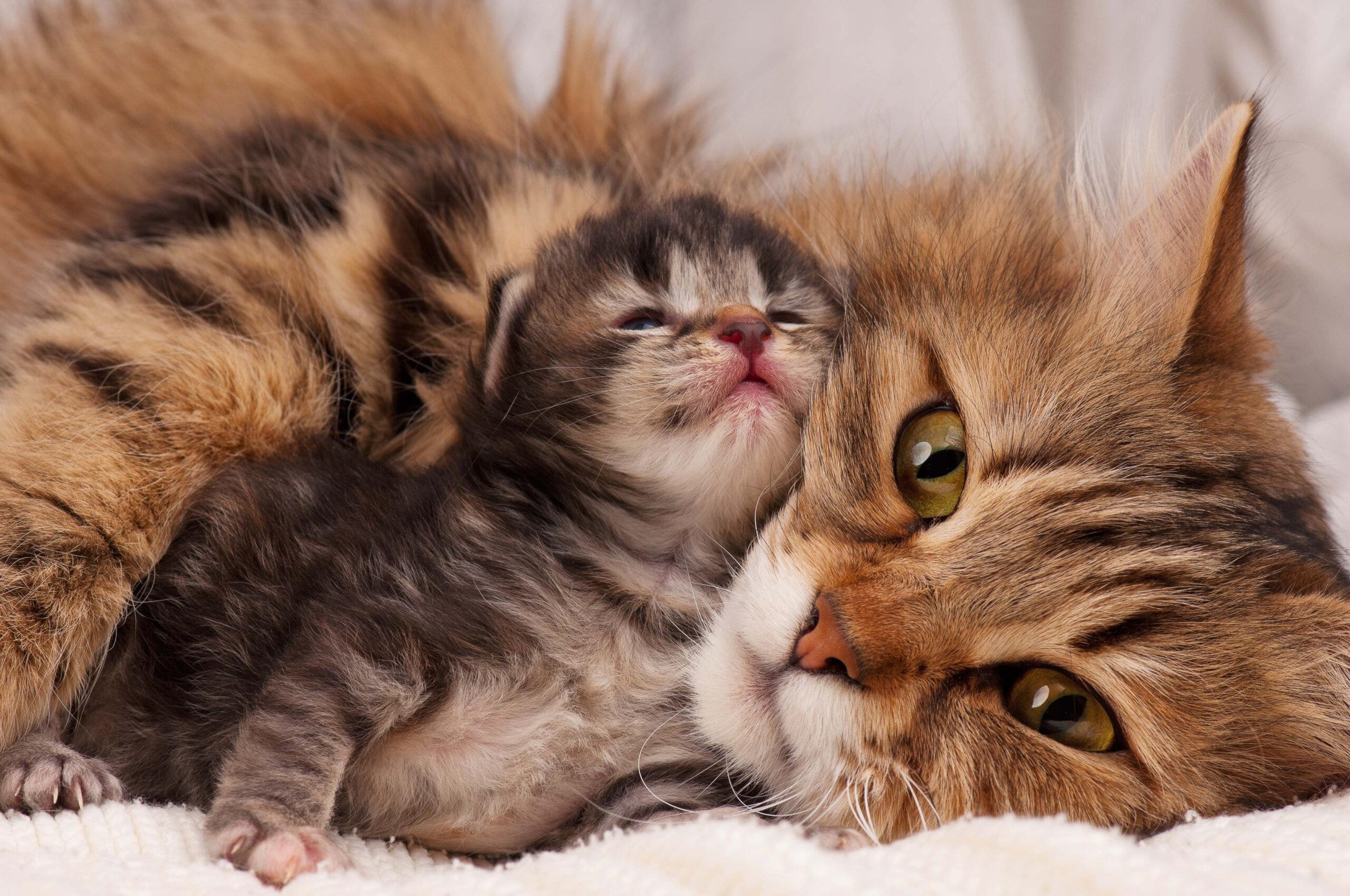 2560x1700 Siberian cat Animal Shelter