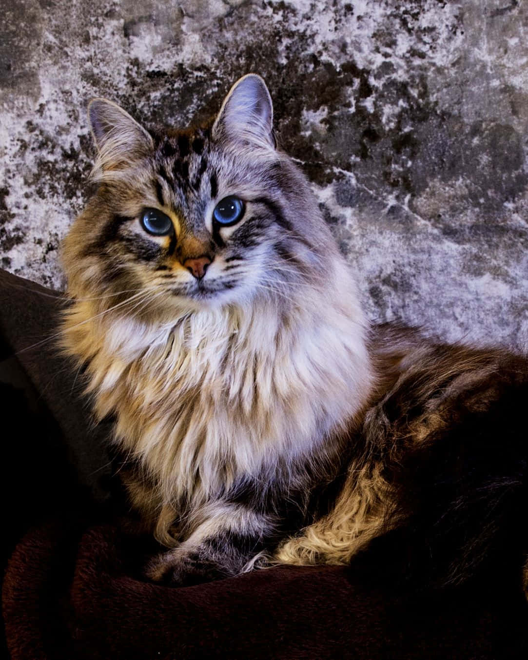 1083x1354 Download Siberian Cat 1083 X 1354 Wallpaper