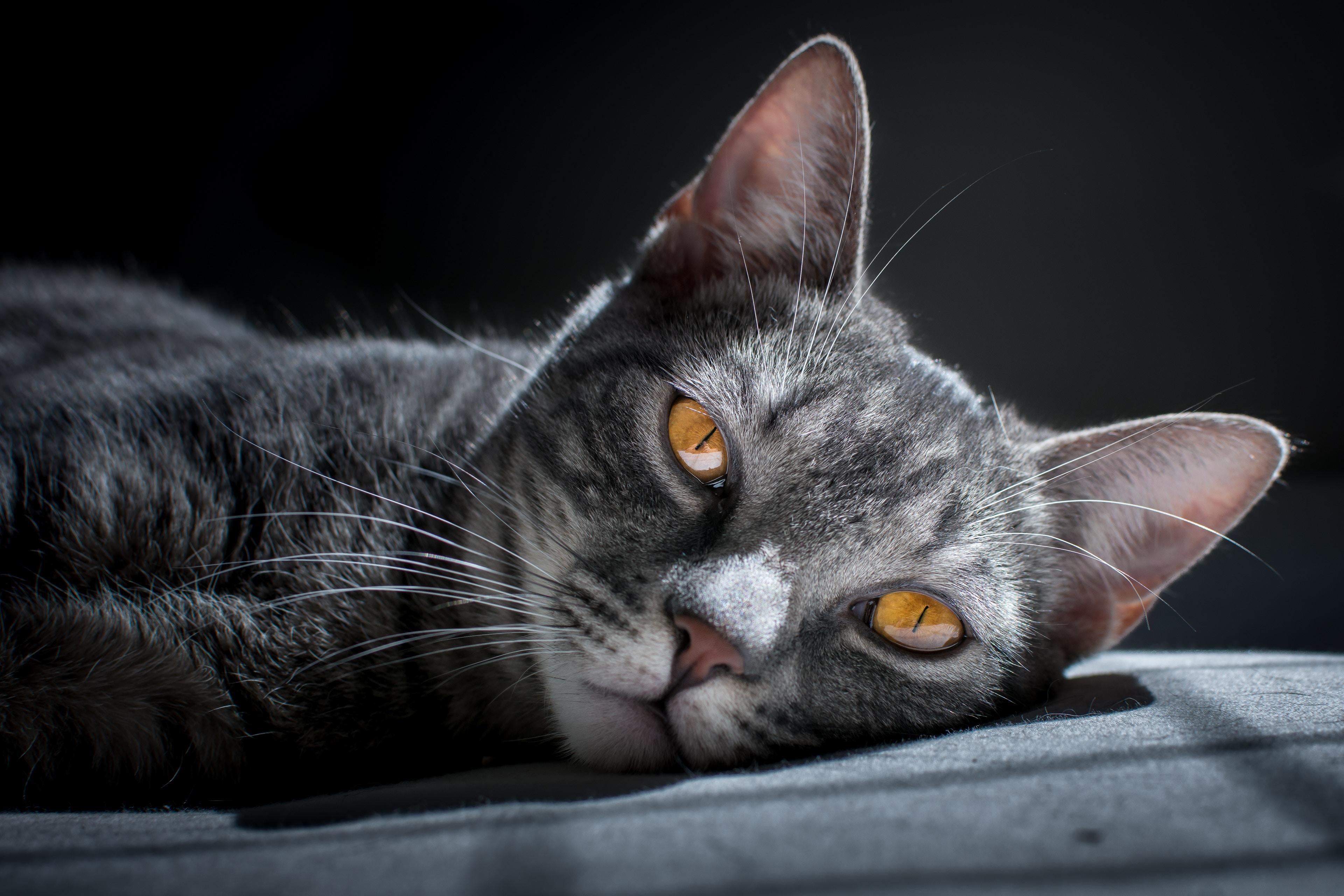 3840x2560 Wallpaper 4k Siberian Cat Wallpaper