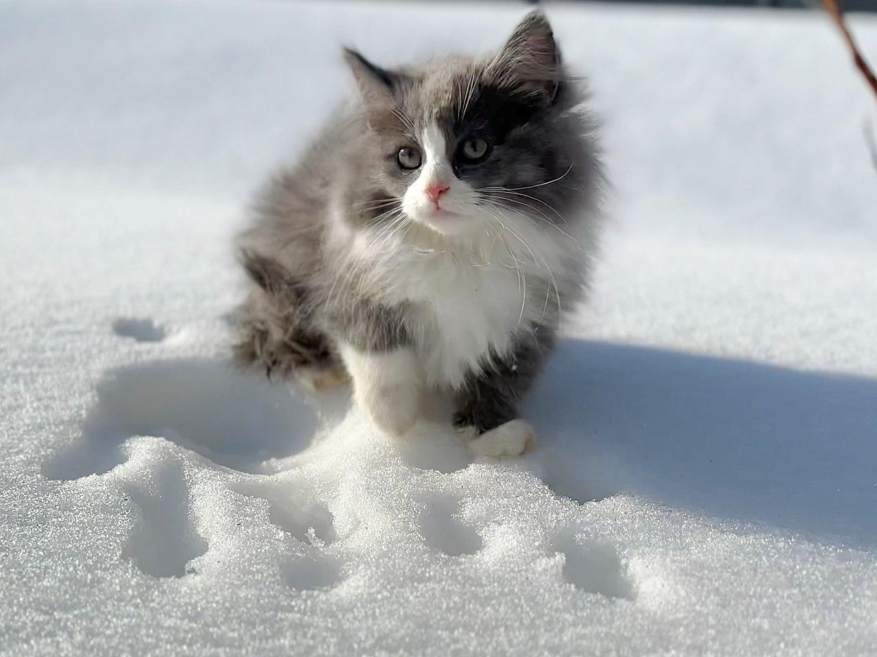 1280x960 Siberian
