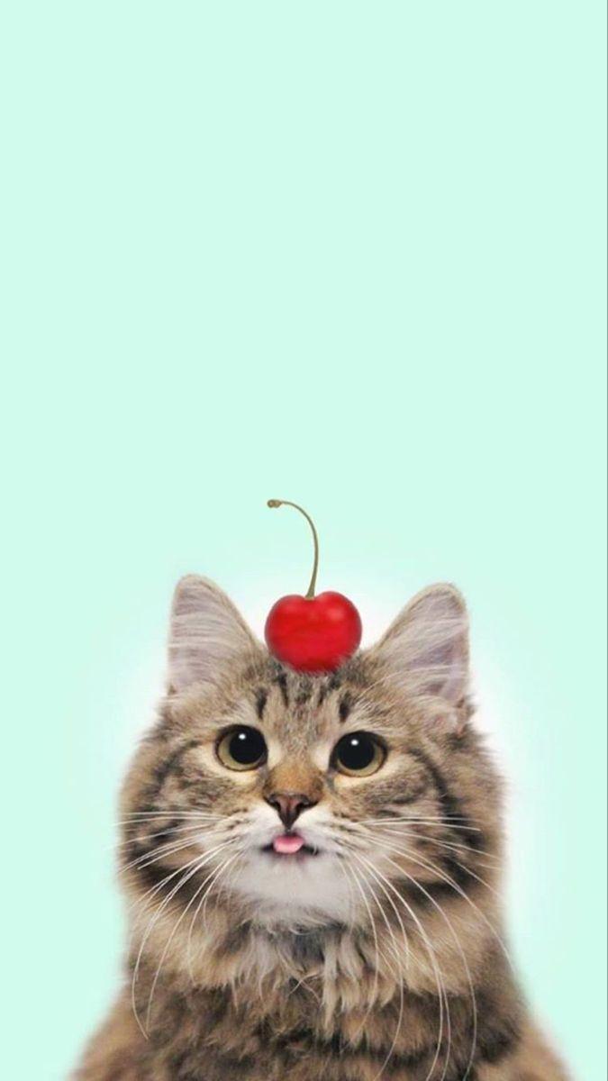 675x1200 Wallpaper