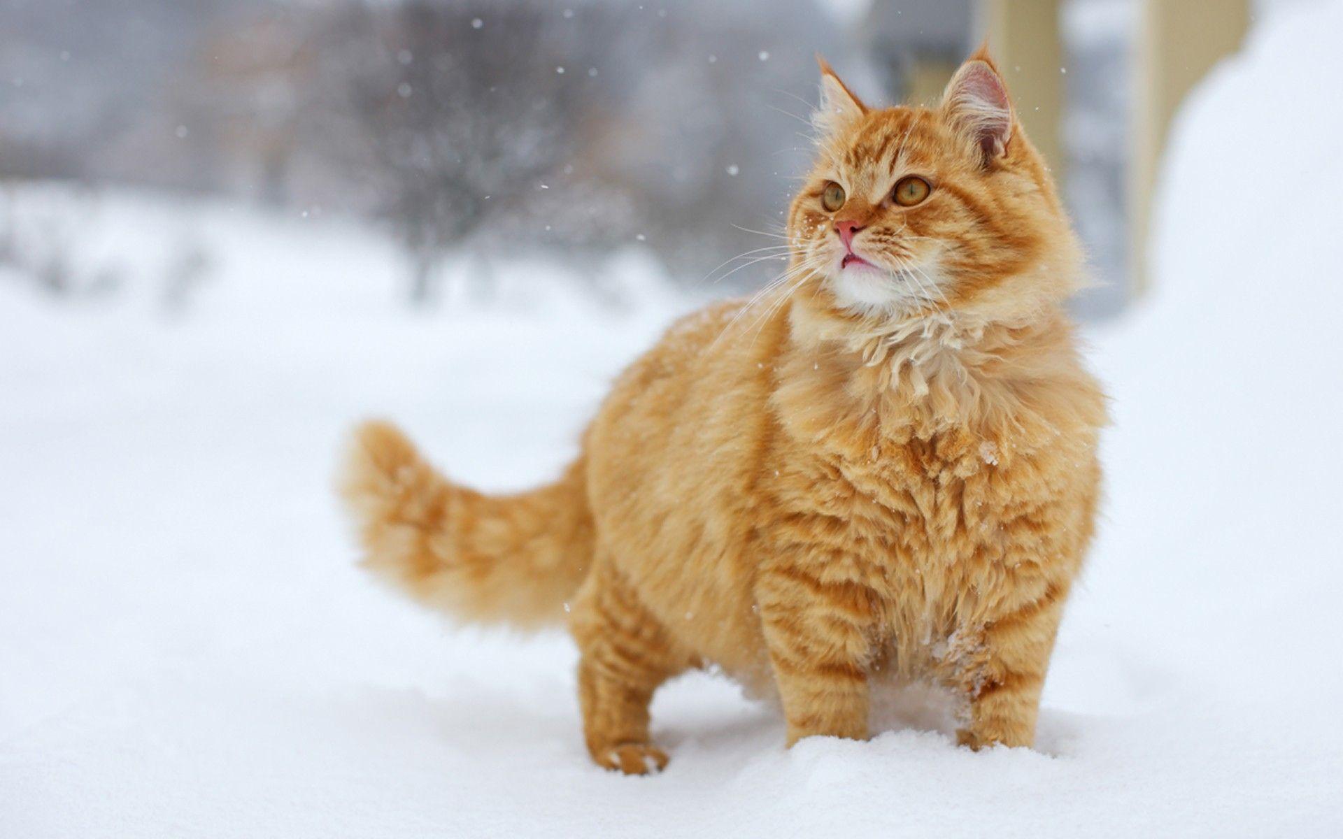 1920x1200 Snow Cat Wallpaper
