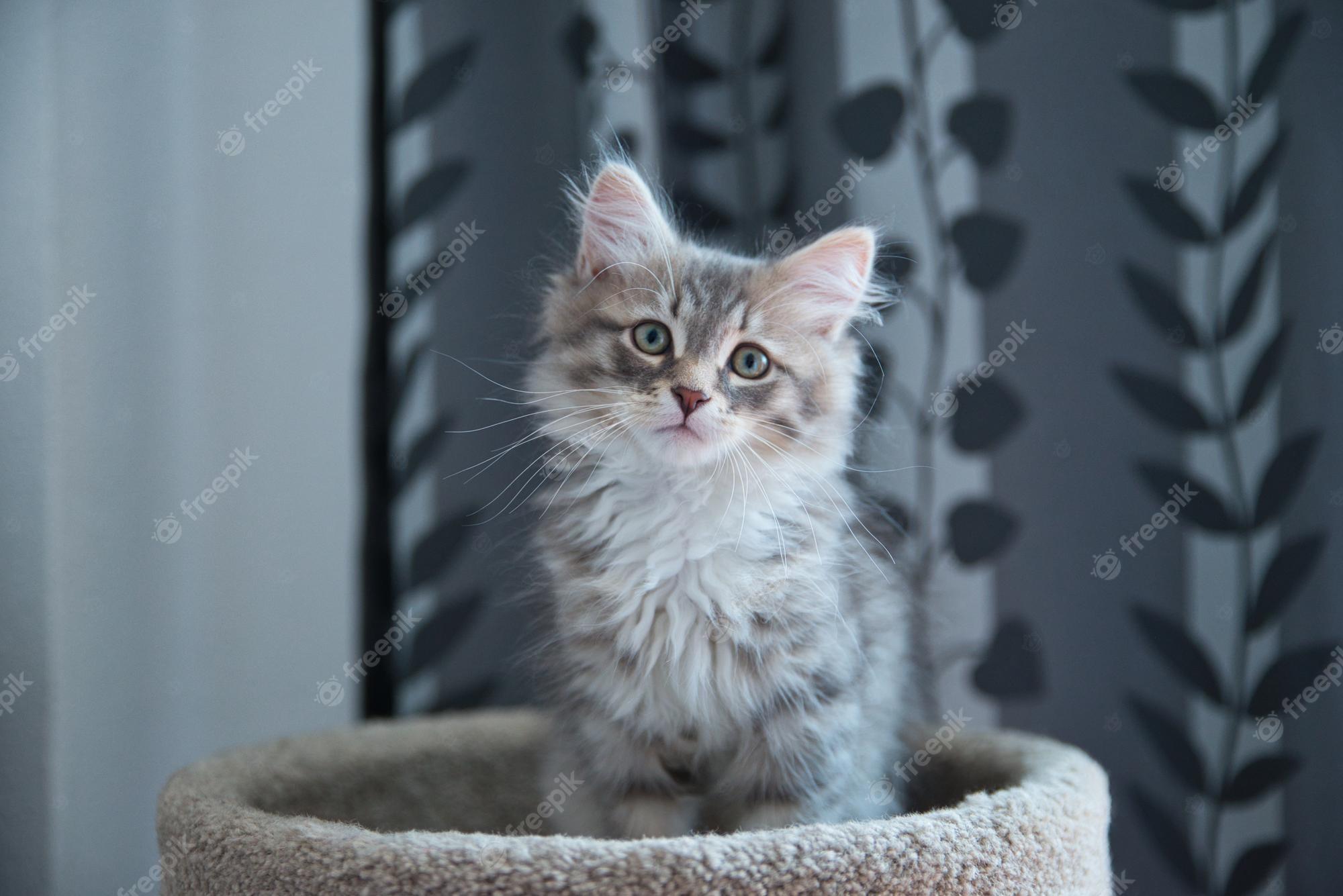 2000x1335 Premium Photo. Siberian silver cat posing for its owners perfect for a wallpaper fluffy cat hypoallergenic cat