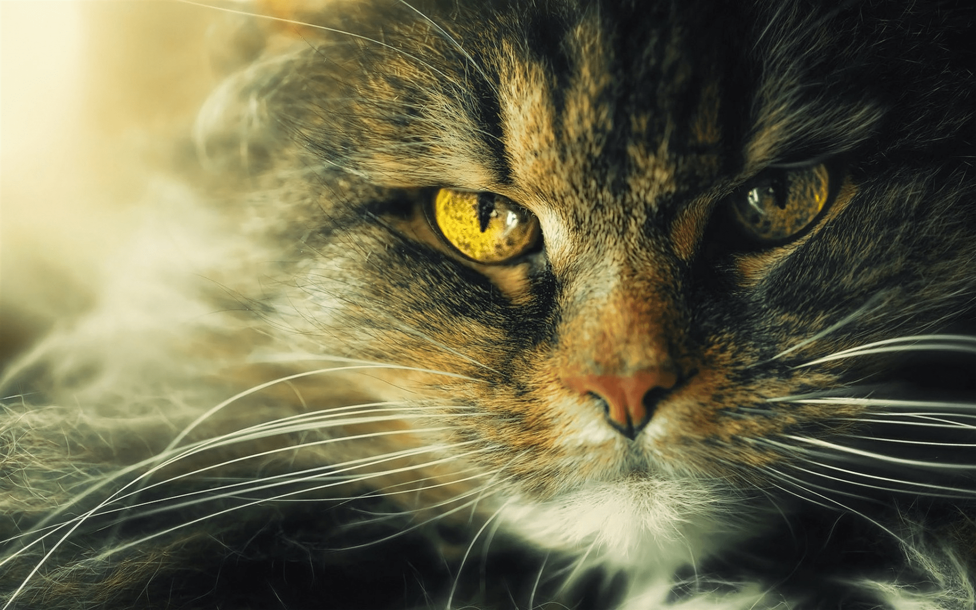 1920x1200 Download wallpaper Siberian cat, big eyes, angry cat, fluffy cat, cute animals, pets, cats for desktop with resolution 1920x1200. High Quality HD picture wallpaper