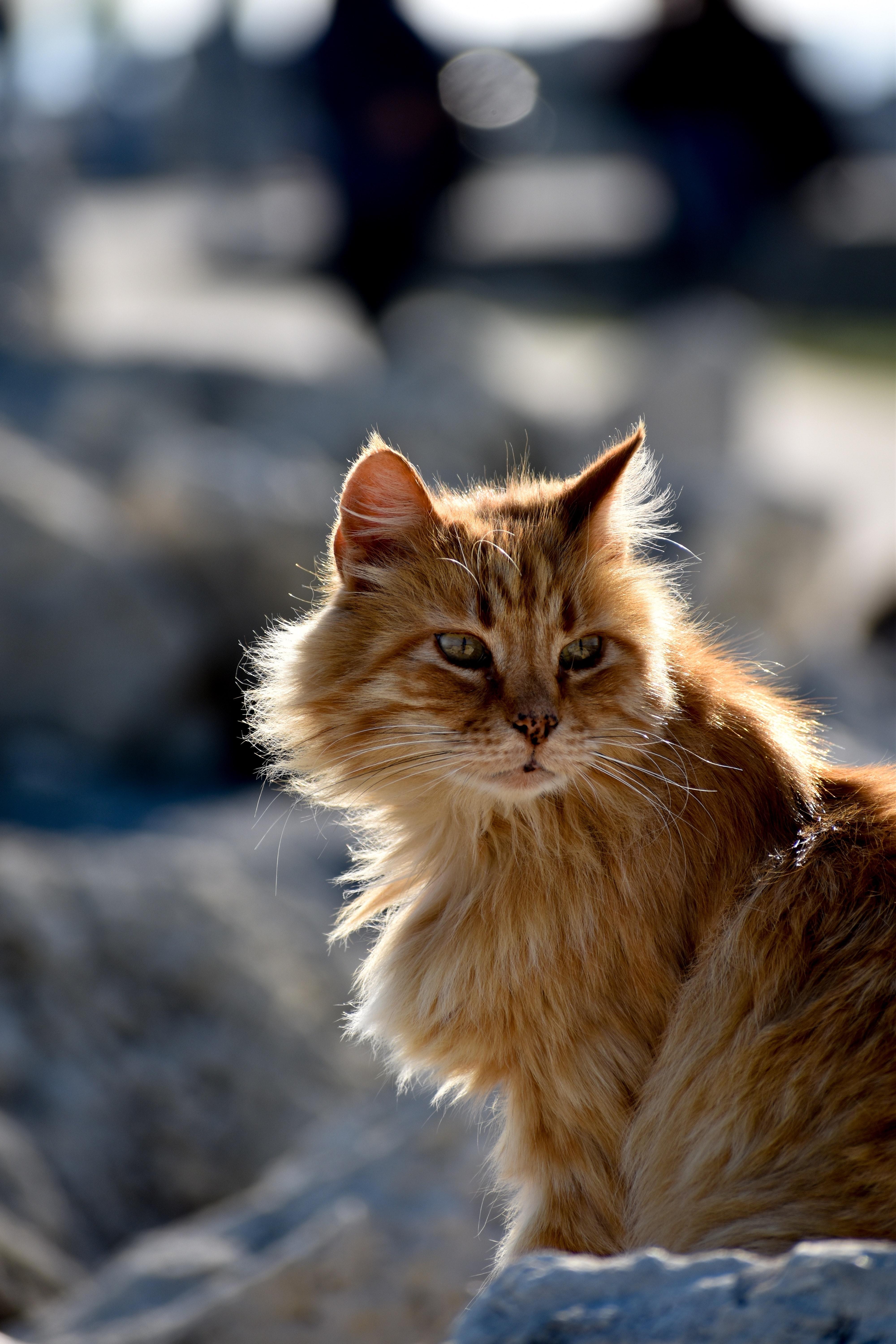 4000x6000 Siberian Cat Photo, Download The BEST Free Siberian Cat & HD Image