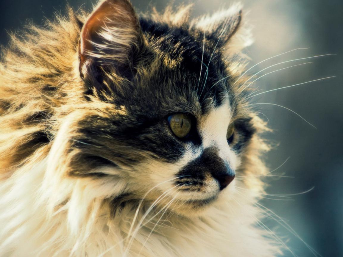 1152x864 Siberian cat with an interesting coat color Desktop wallpaper 1152x864