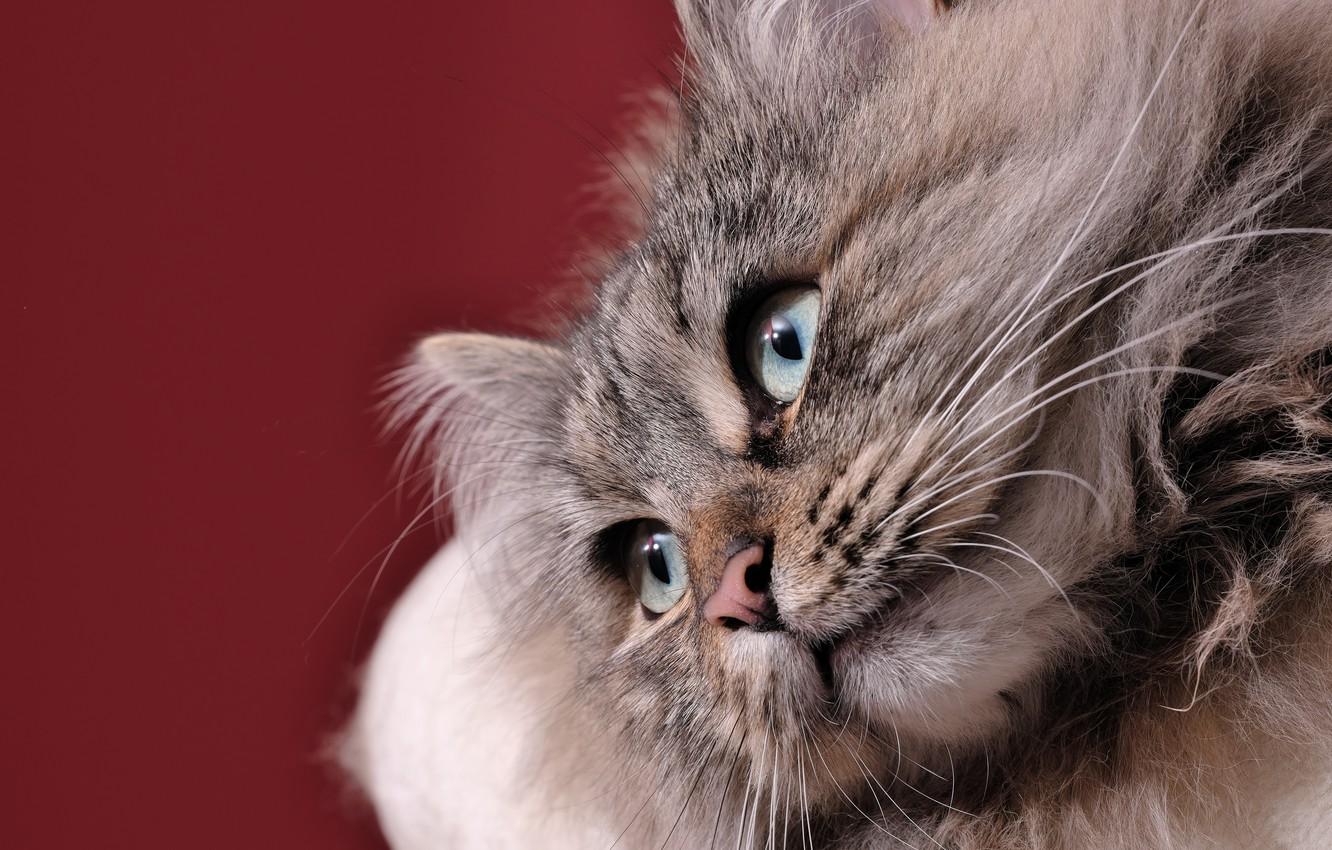 1332x850 Wallpaper look, background, muzzle, Siberian cat image for desktop, section кошки