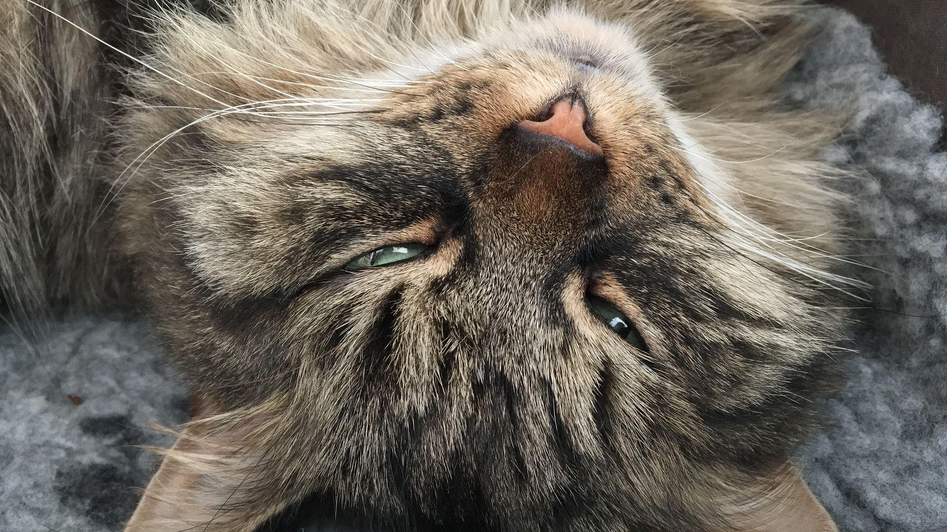 1920x1080 Desktop Wallpaper Siberian Cat Muzzle, Furry, Sleeping, HD Image, Picture, Background, Rwqi1c