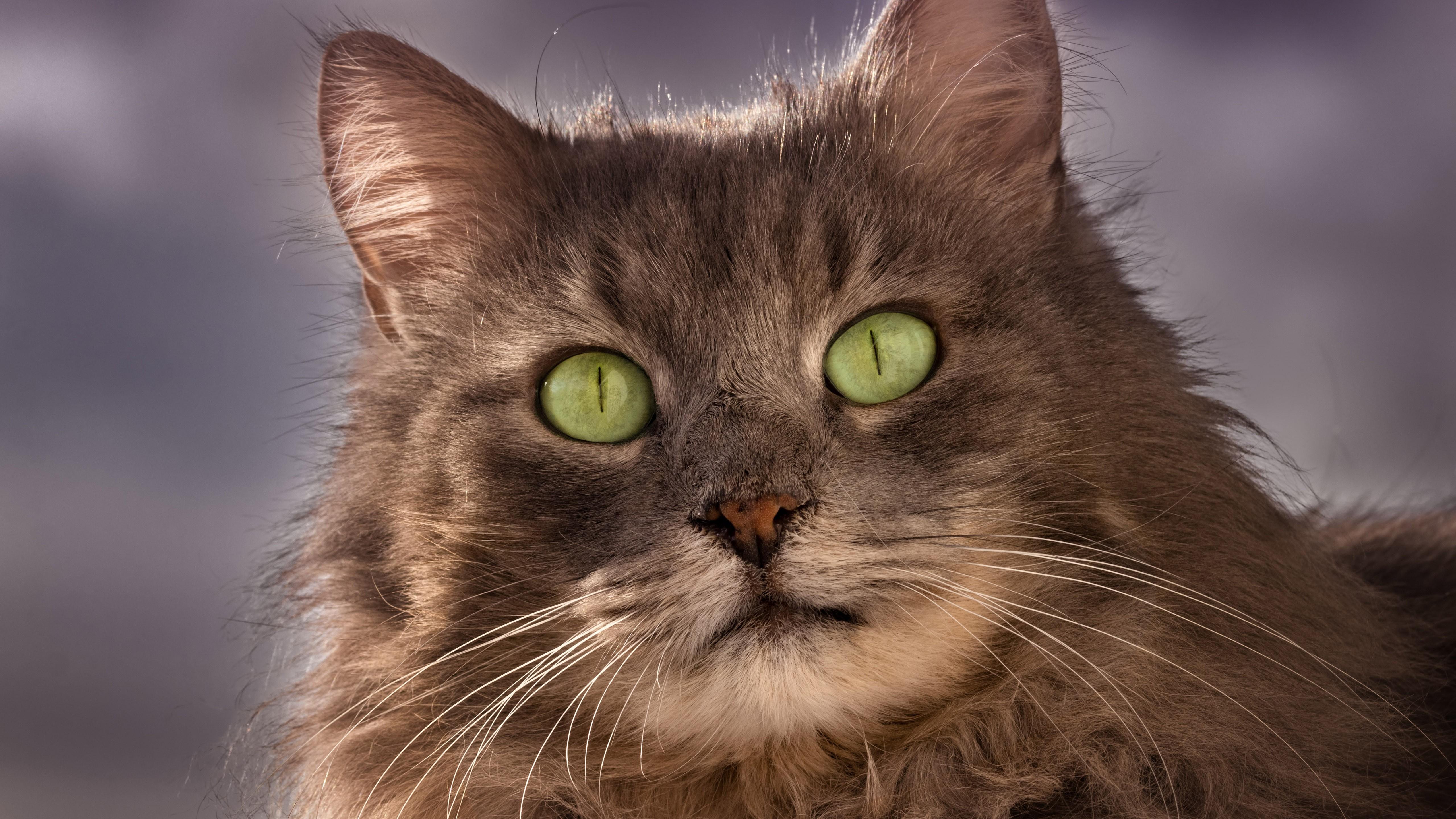 5120x2880 Wallpaper Whiskers, Siberian Cat, Asian Semi Longhair, Ragamuffin, British Semi Longhair, Background Free Image