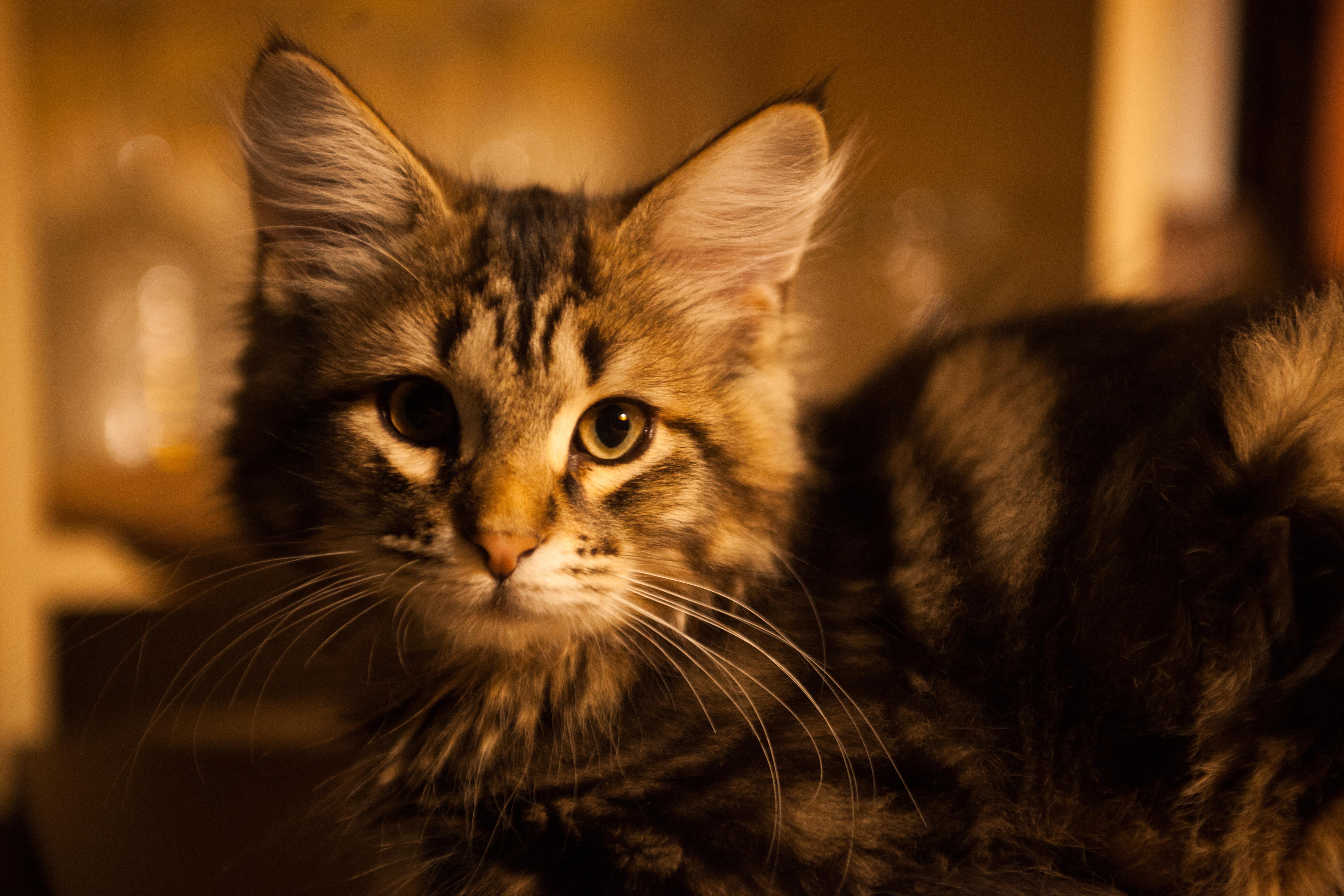5616x3744 Siberian black tabby blotched cat