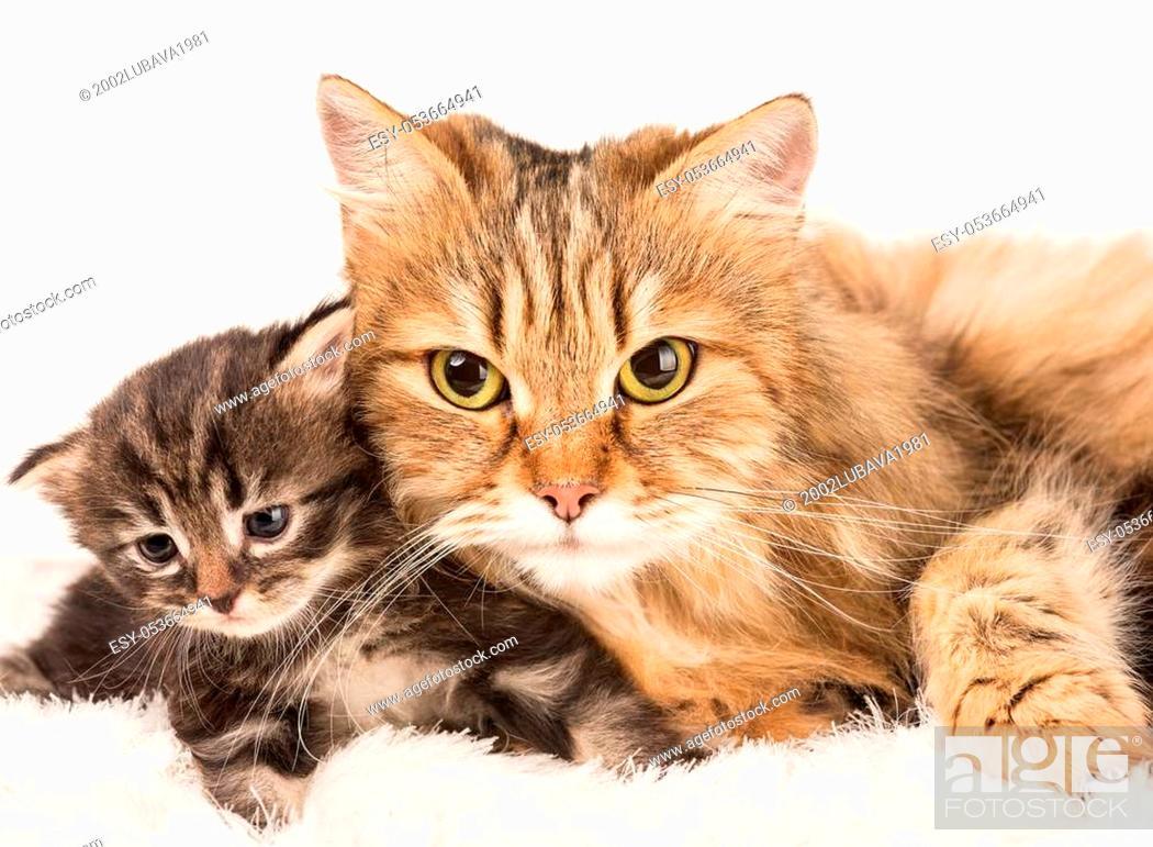 1050x771 Cute Siberian Cat With Little Kitten Over White Background, , Picture And Low Budget Royalty Free Image. Pic. ESY 053664941