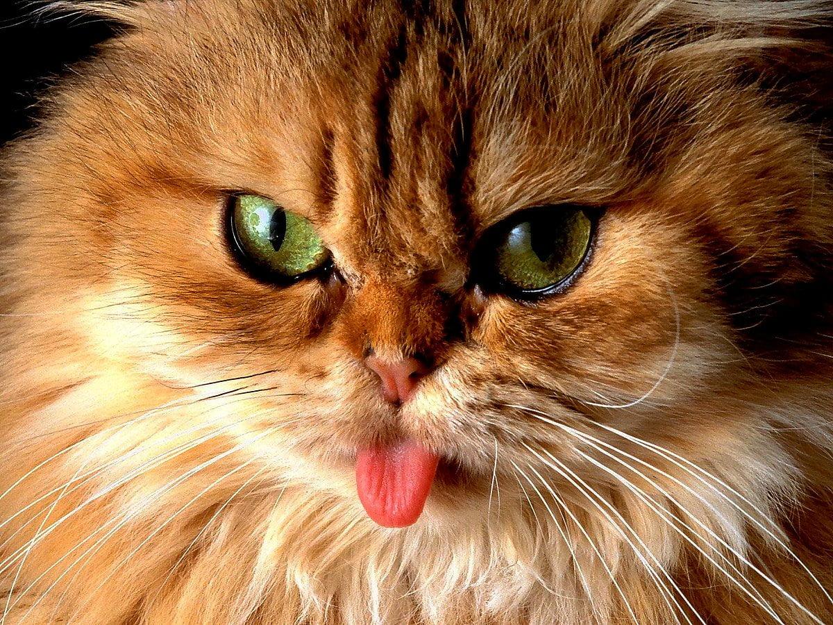 1200x900 Cats, Animals, Domestic Cat wallpaper. Download Best Free picture