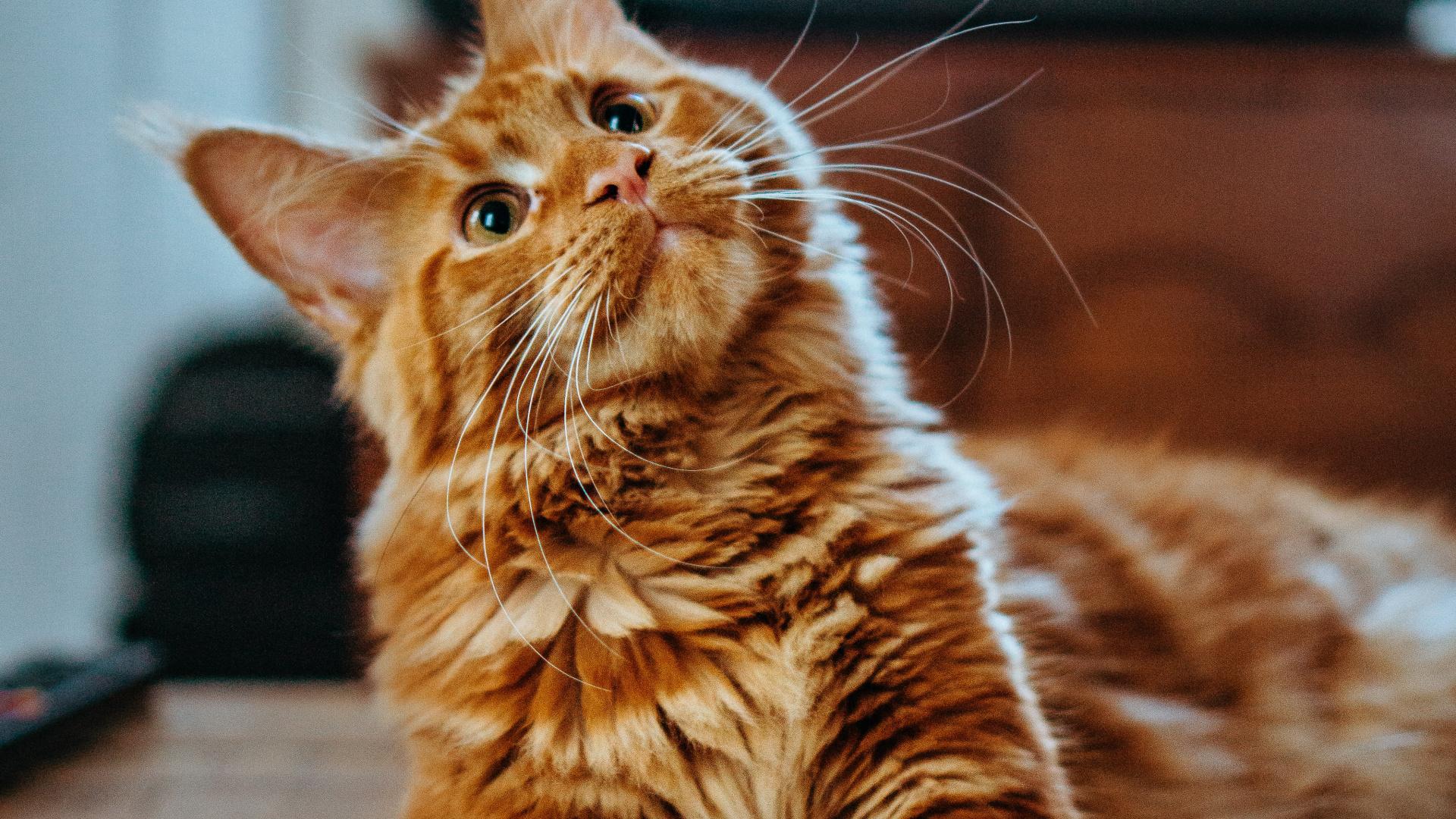 1920x1080 Siberian Cat Full HD