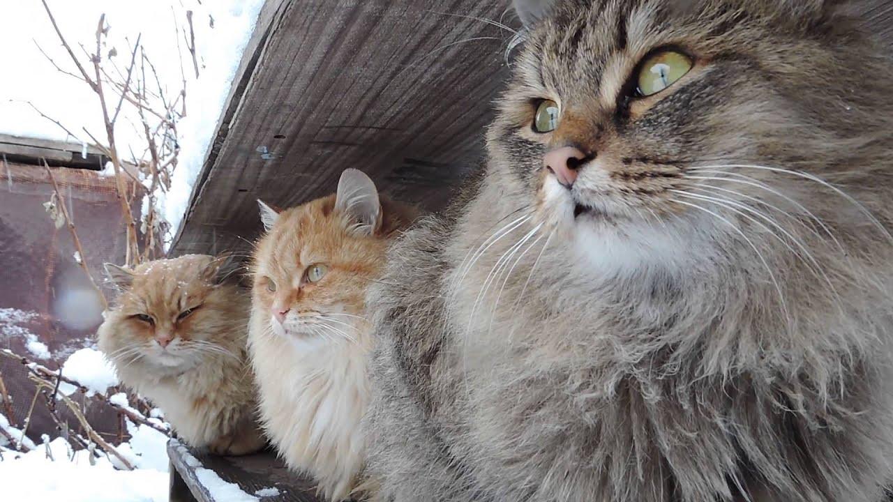 1280x720 Breeders: Siberian Cat