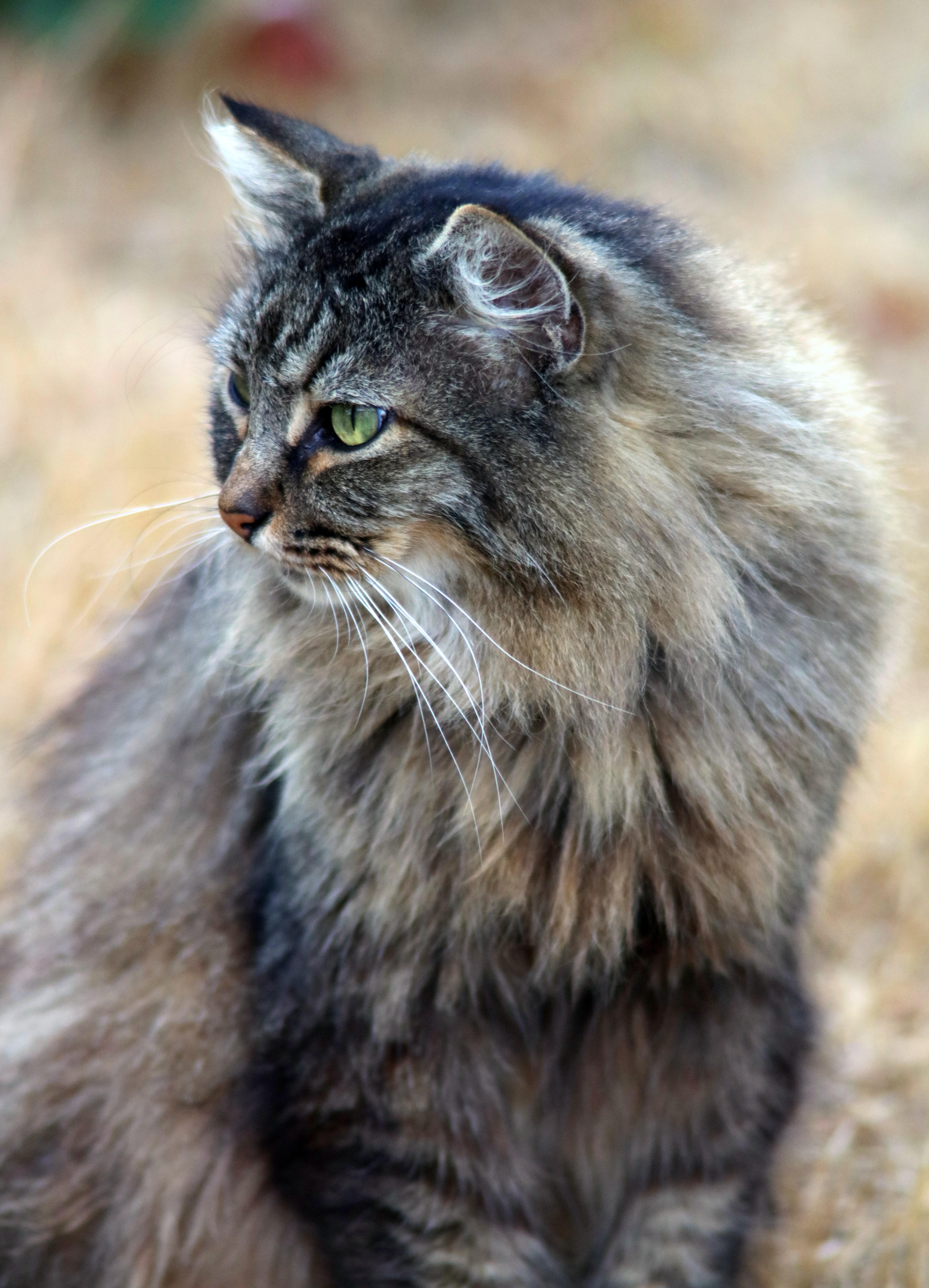 5792x8026 Siberian Cat Photo, Download The BEST Free Siberian Cat & HD Image